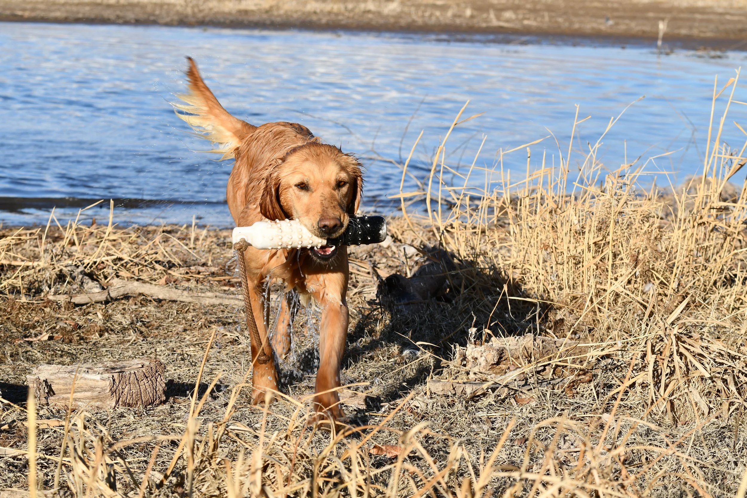 Golden retriever dog walking out of a body of water with a black and white toy in its mouth, on a rocky and grassy shoreline.