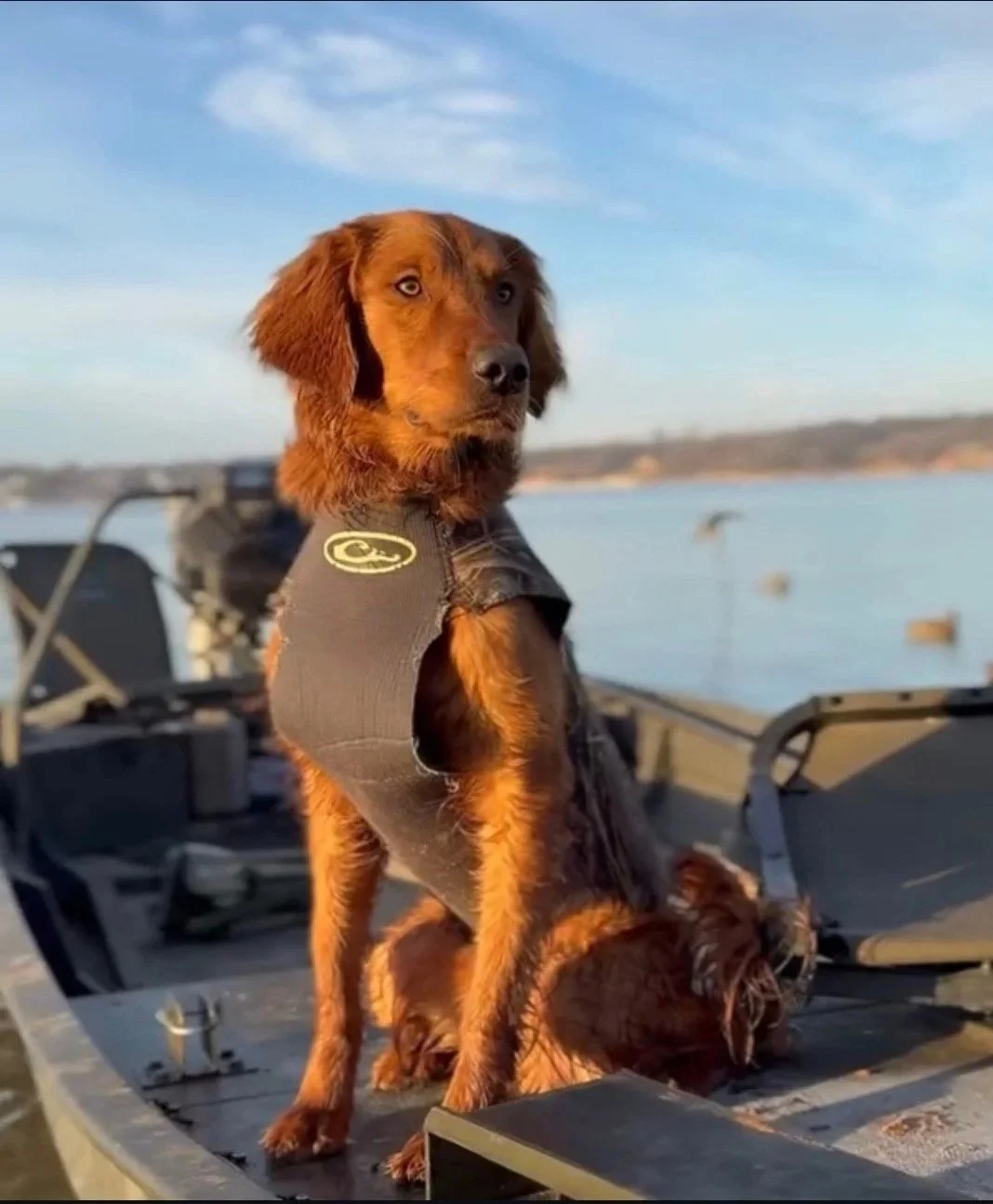 Dog wearing a life jacket sitting on a boat near water with a shoreline in the background.