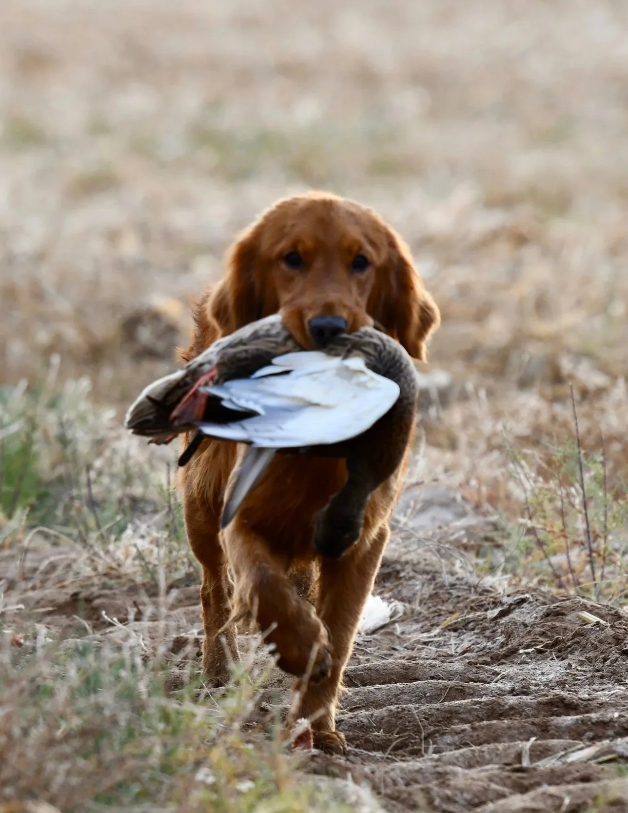 A young golden retriever dog walking outdoors on a dirt path, carrying a dead bird in its mouth.