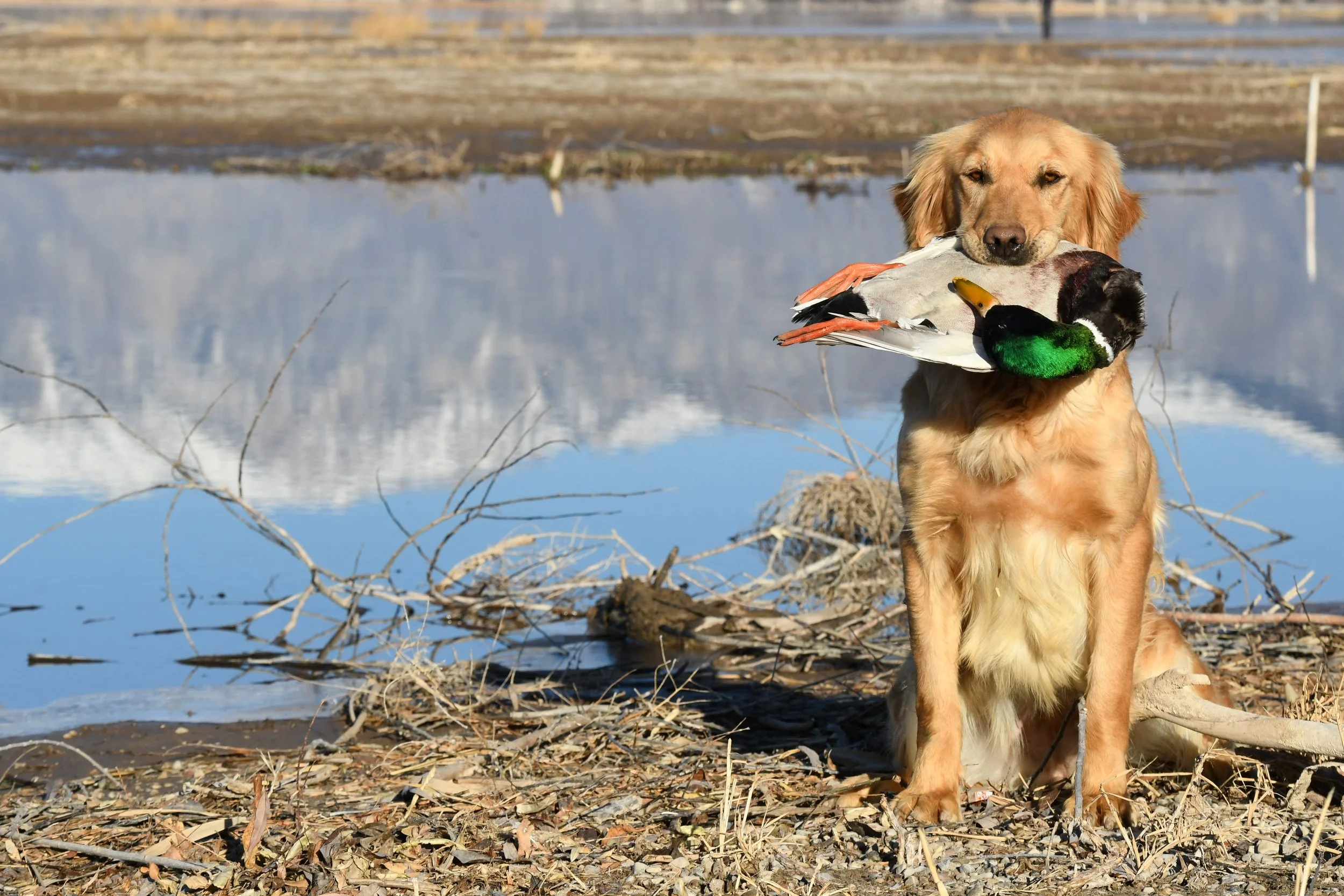 A golden retriever holding a duck in its mouth near a body of water, with branches and dirt on the ground, and a partly cloudy sky reflected in the water.