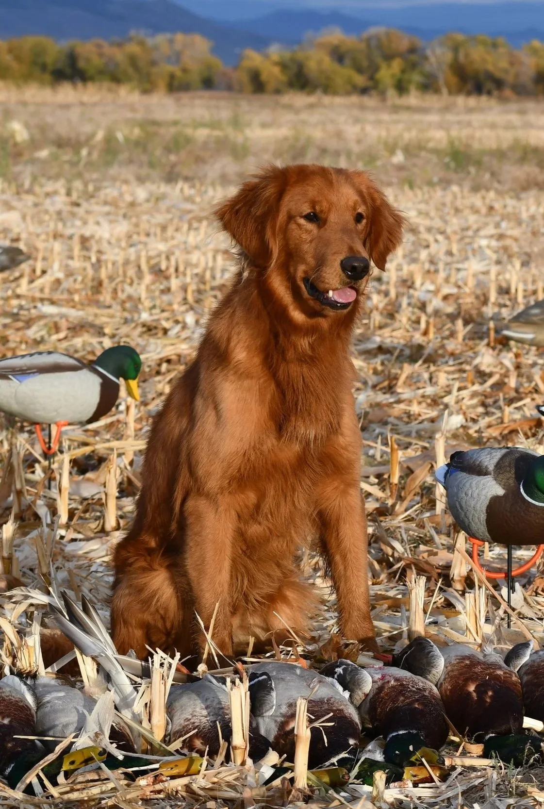 A golden retriever puppy sitting in a harvested cornfield with two mallard ducks nearby and mountains in the background.