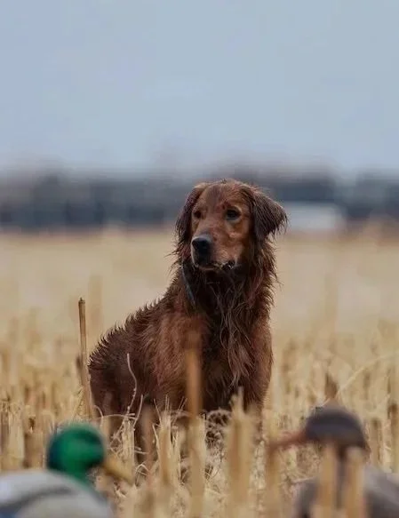 Golden Retriever Stud dog, field bred golden retriever, duck hunting