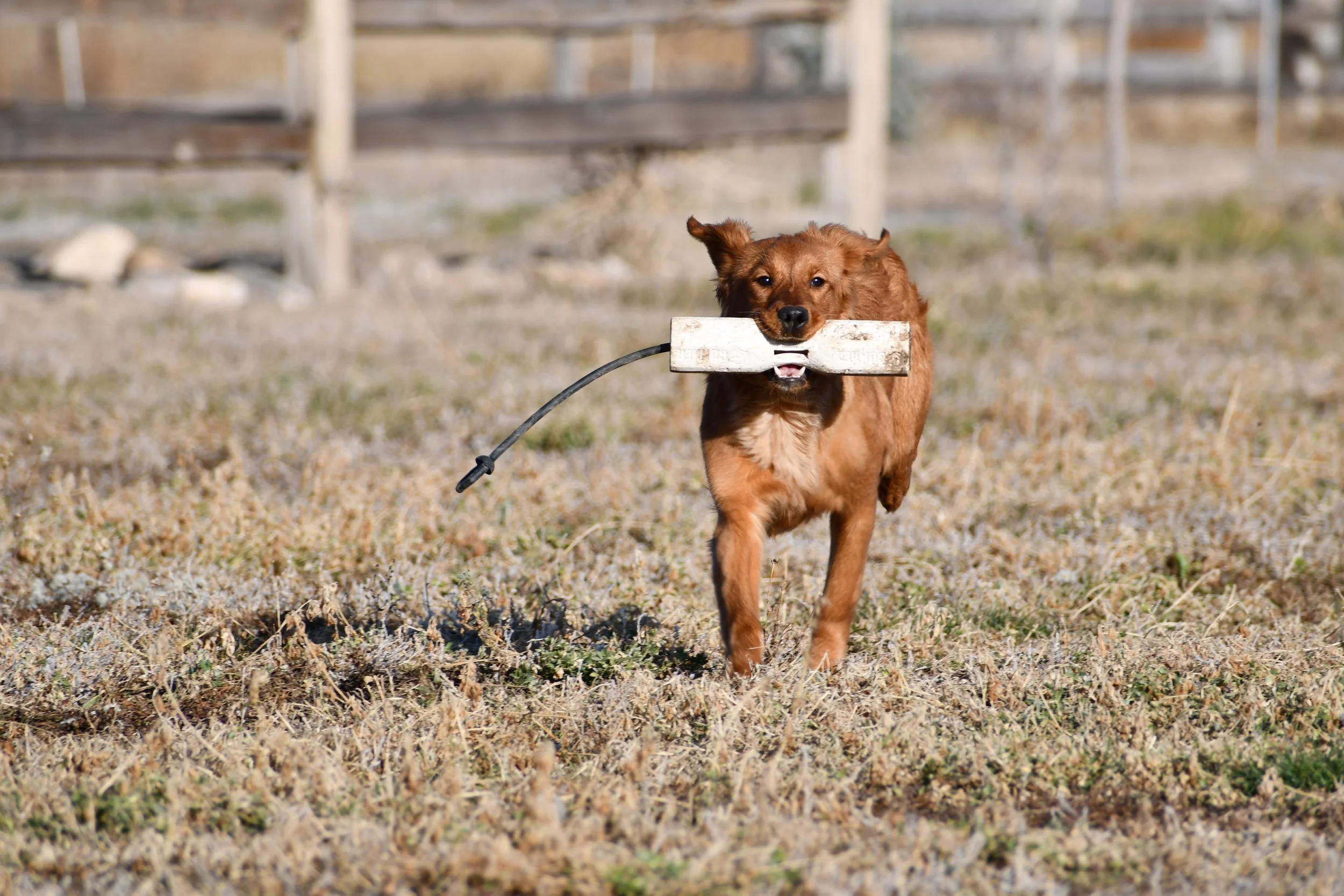A brown dog carrying a piece of wood in its mouth, walking across a grassy area with a fence in the background.