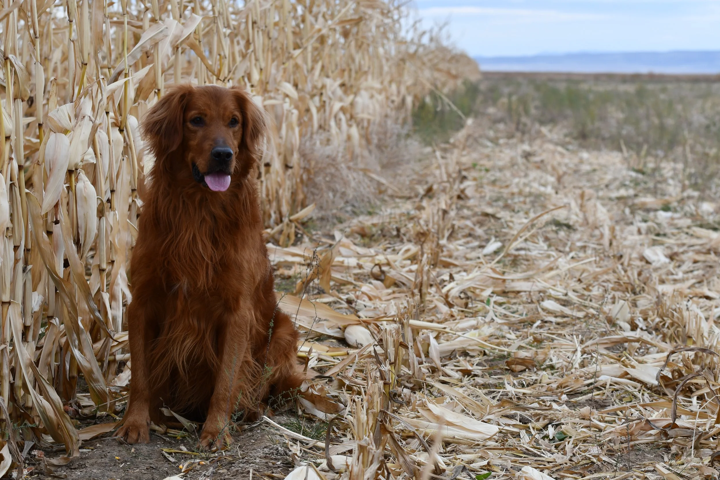 Field bred golden retriever stud