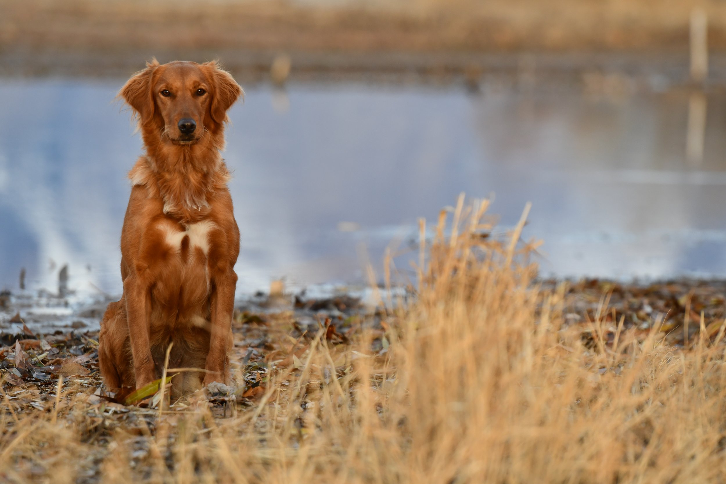 A brown dog with floppy ears sitting outdoors near a body of water with dried grass and leaves in the foreground.