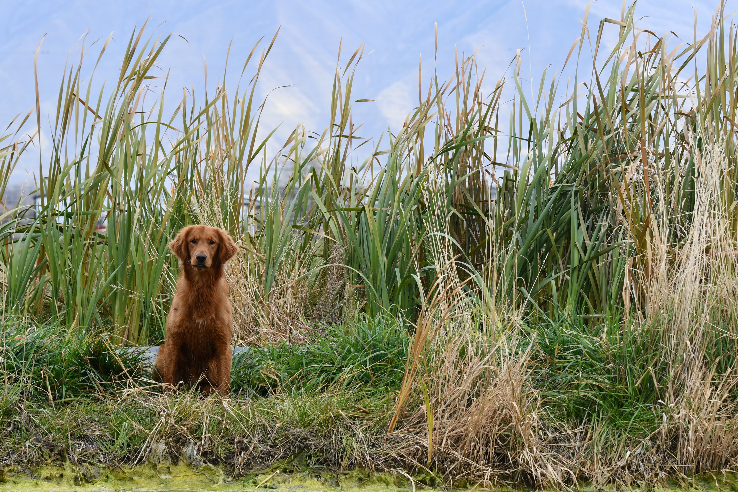 Golden retriever puppy sitting in tall grass and reeds near a pond, with blue sky and some clouds in the background.
