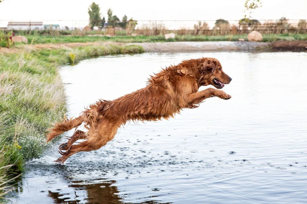 athletic golden retriever stud dog, jumping into water