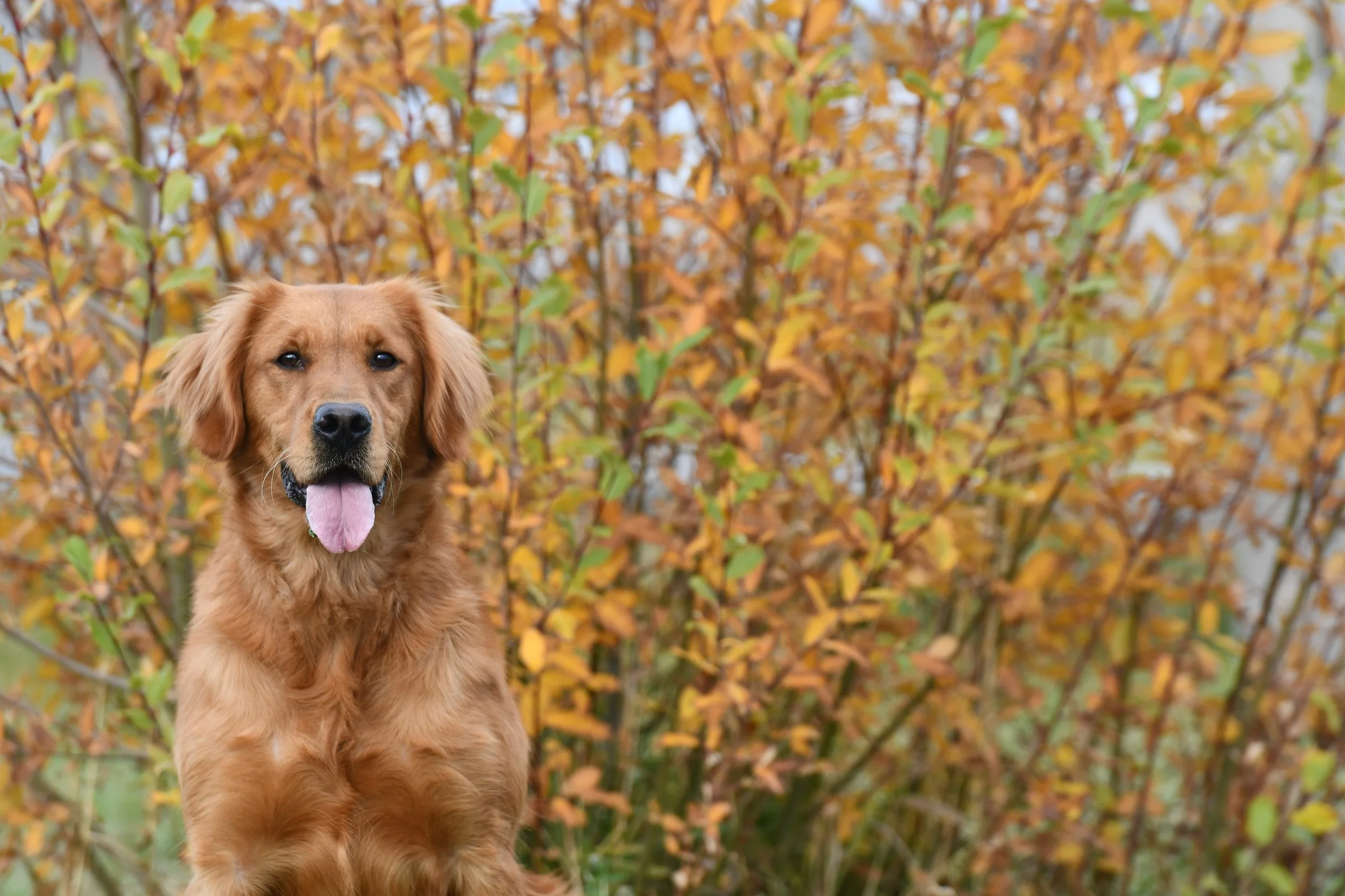 Golden retriever dog sitting outdoors with autumn foliage in the background.