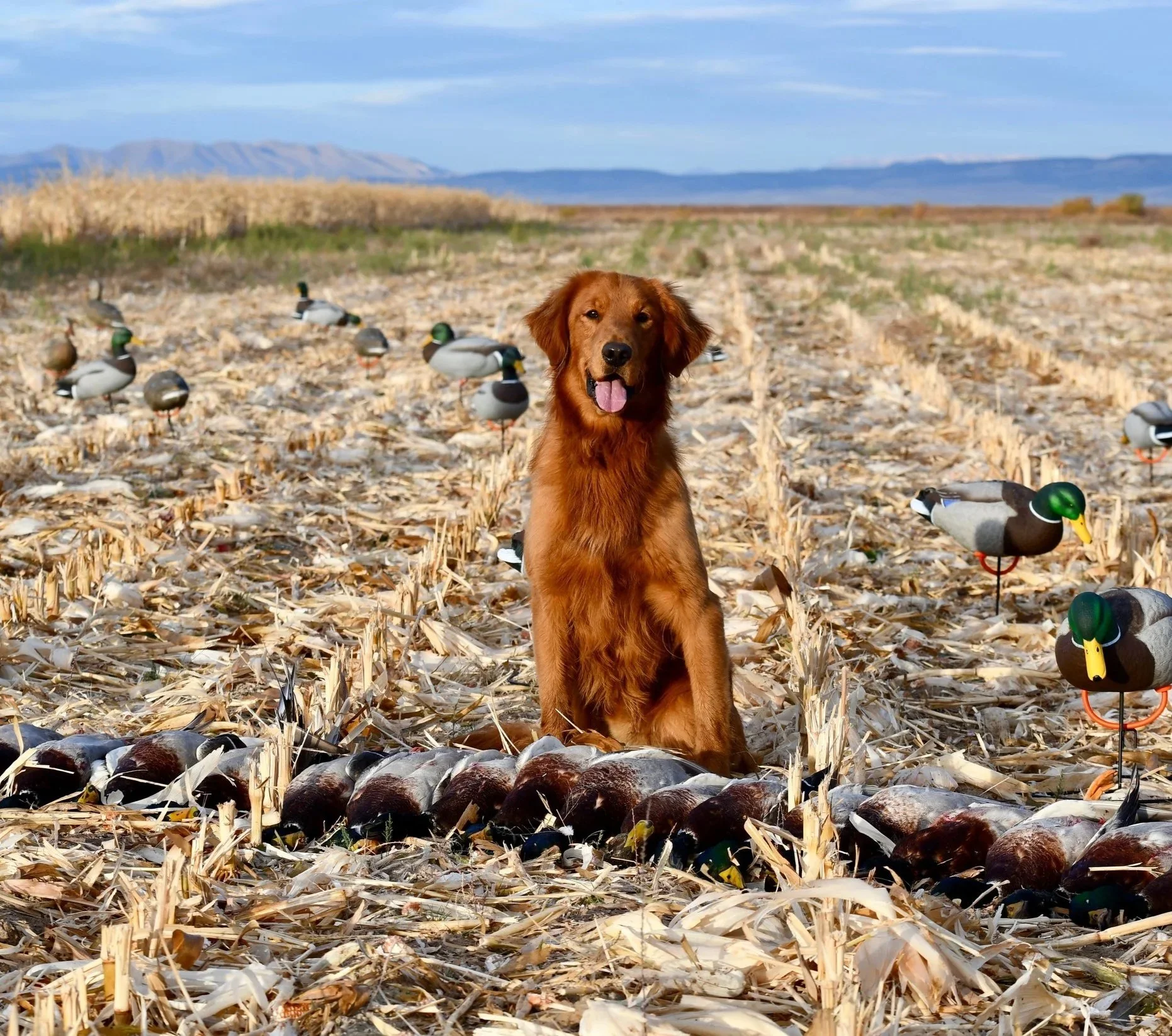 A brown dog with floppy ears, sitting in a harvested cornfield surrounded by decoy ducks and geese, with mountains and blue sky in the background.