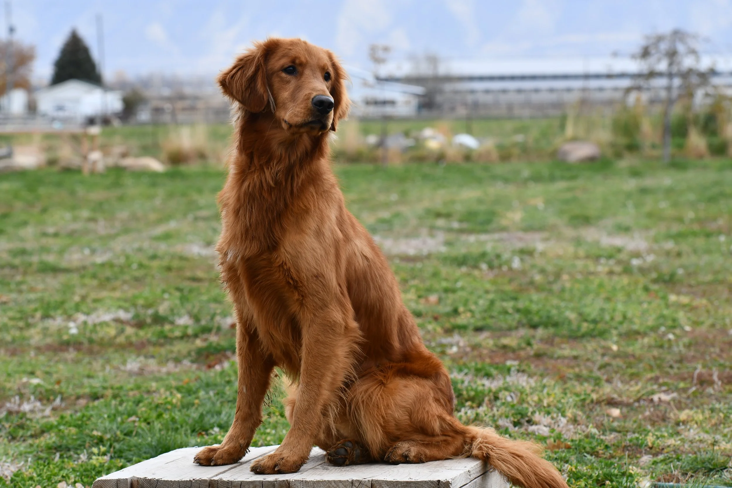 Field bred golden Retrievers, hunting golden retriever, golden retriever
