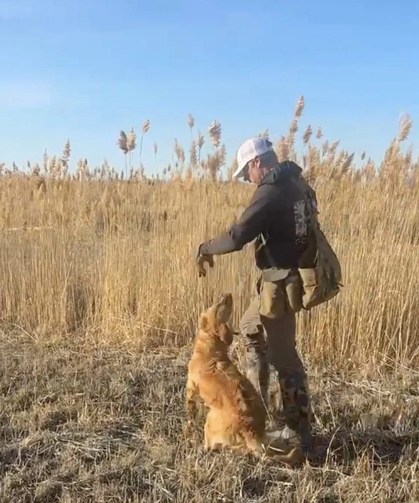 A person in outdoor gear and a cap train a golden retriever in a grassy field with tall plants and a clear blue sky.