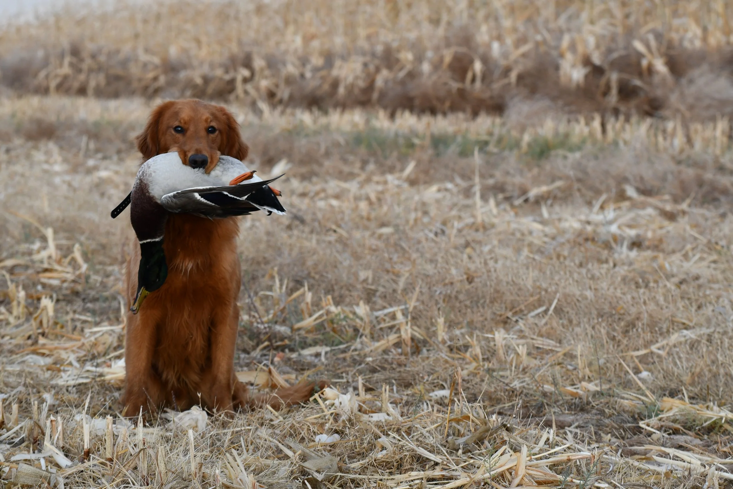 A brown dog sitting on dry grass in a field holding a duck in its mouth.