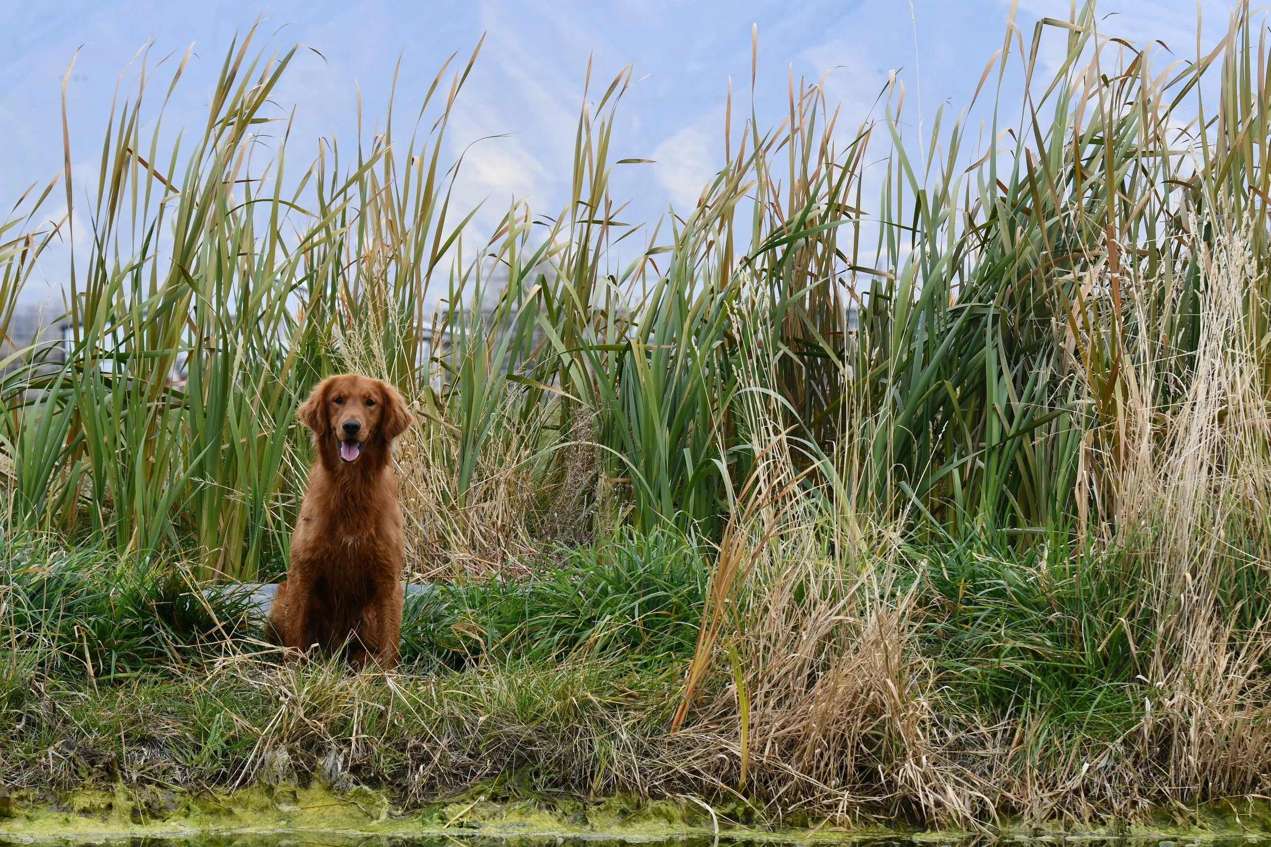 A brown dog sitting among tall green and yellow grass near a body of water, with a cloudy blue sky overhead.
