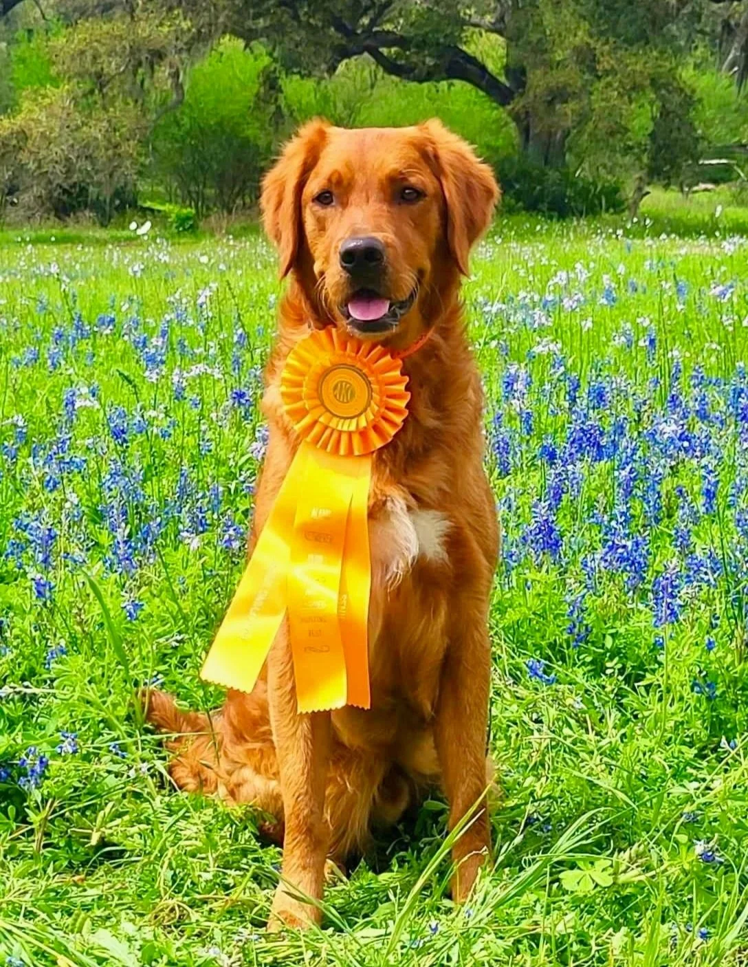Golden retriever with a yellow award ribbon sitting in a field of green grass and blue flowers under trees.