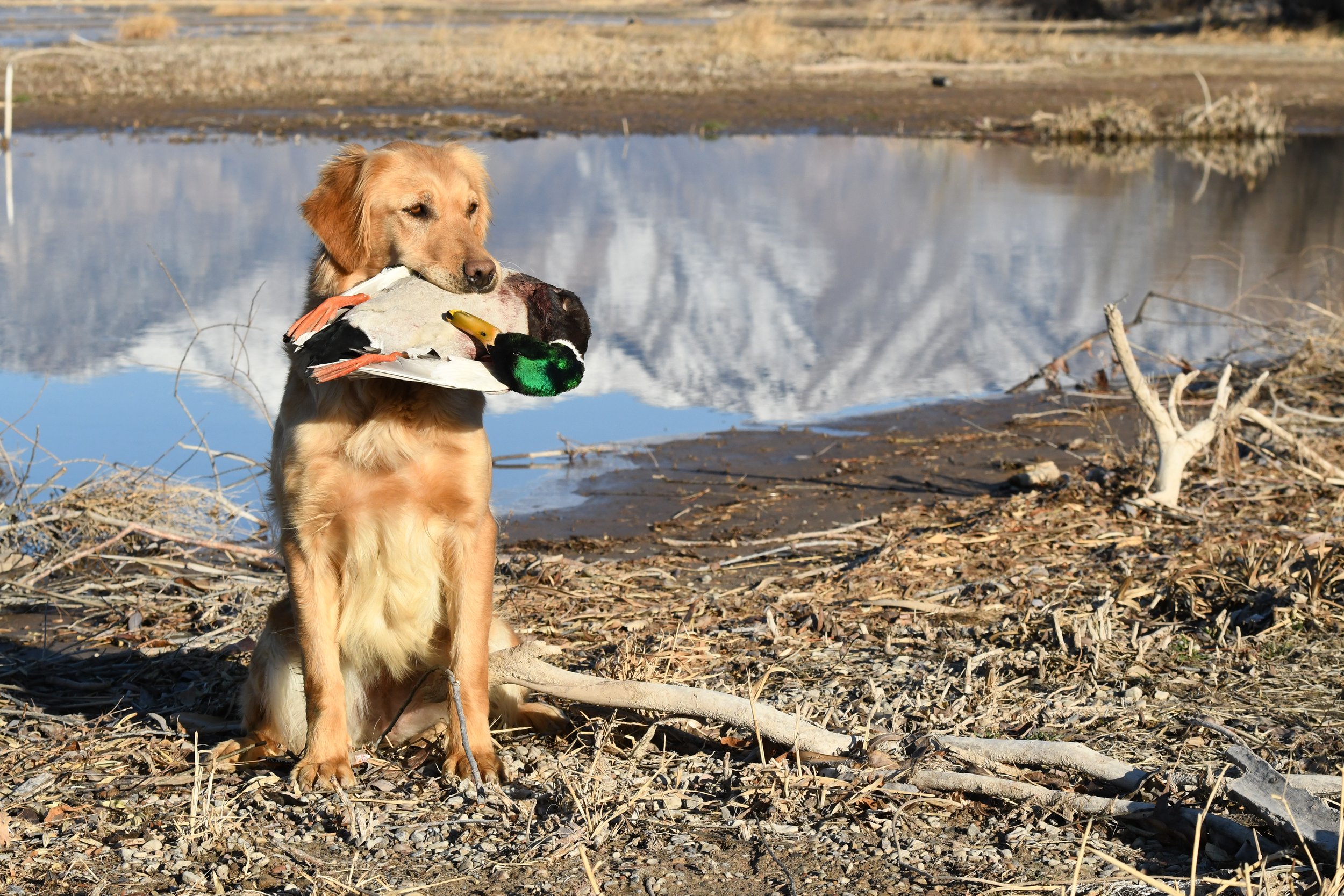A golden retriever dog holding a duck in its mouth near a body of water with mountainous terrain in the background.