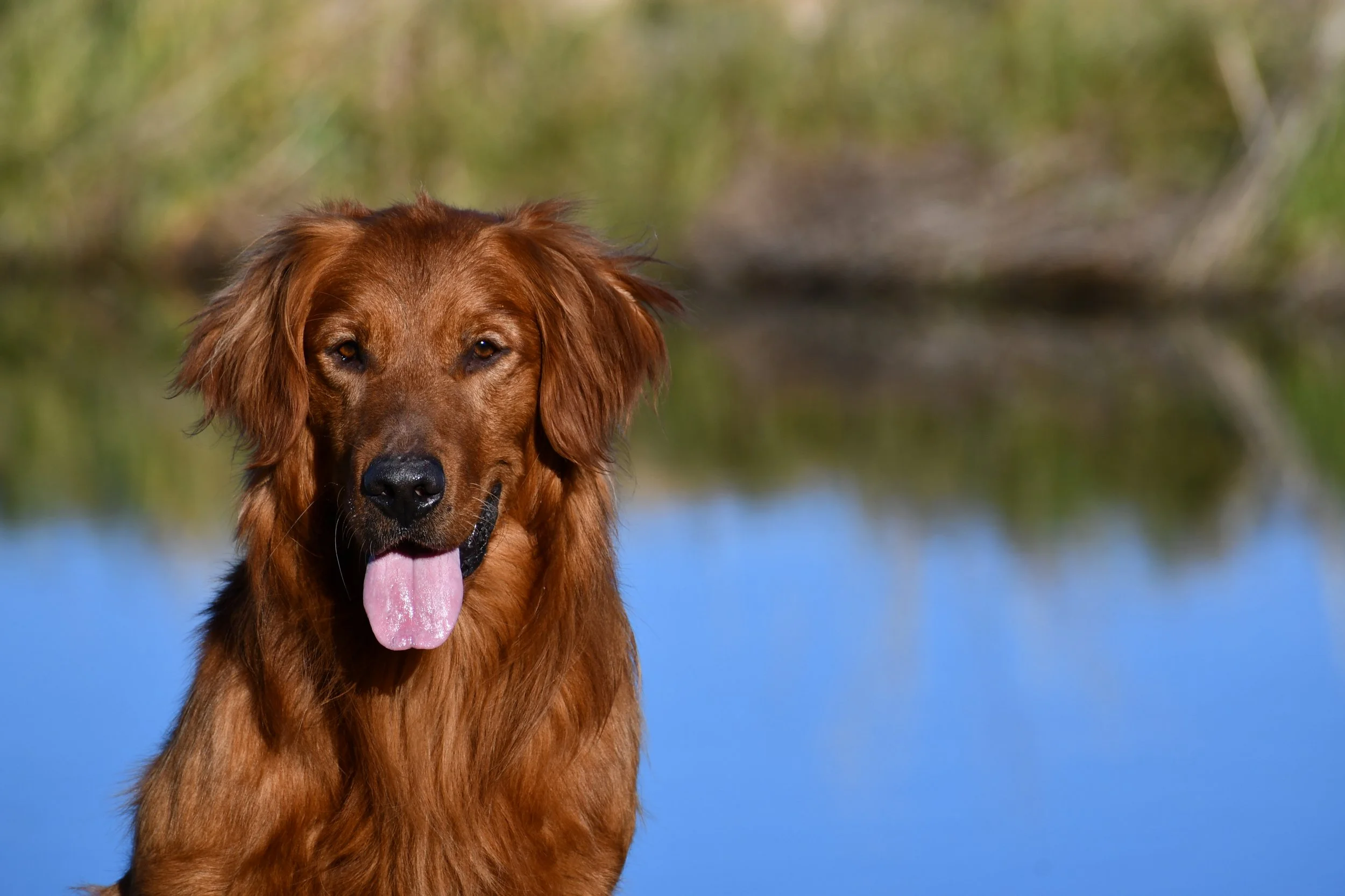 Handsome field bred golden retriever stud dog, Boss, Utah