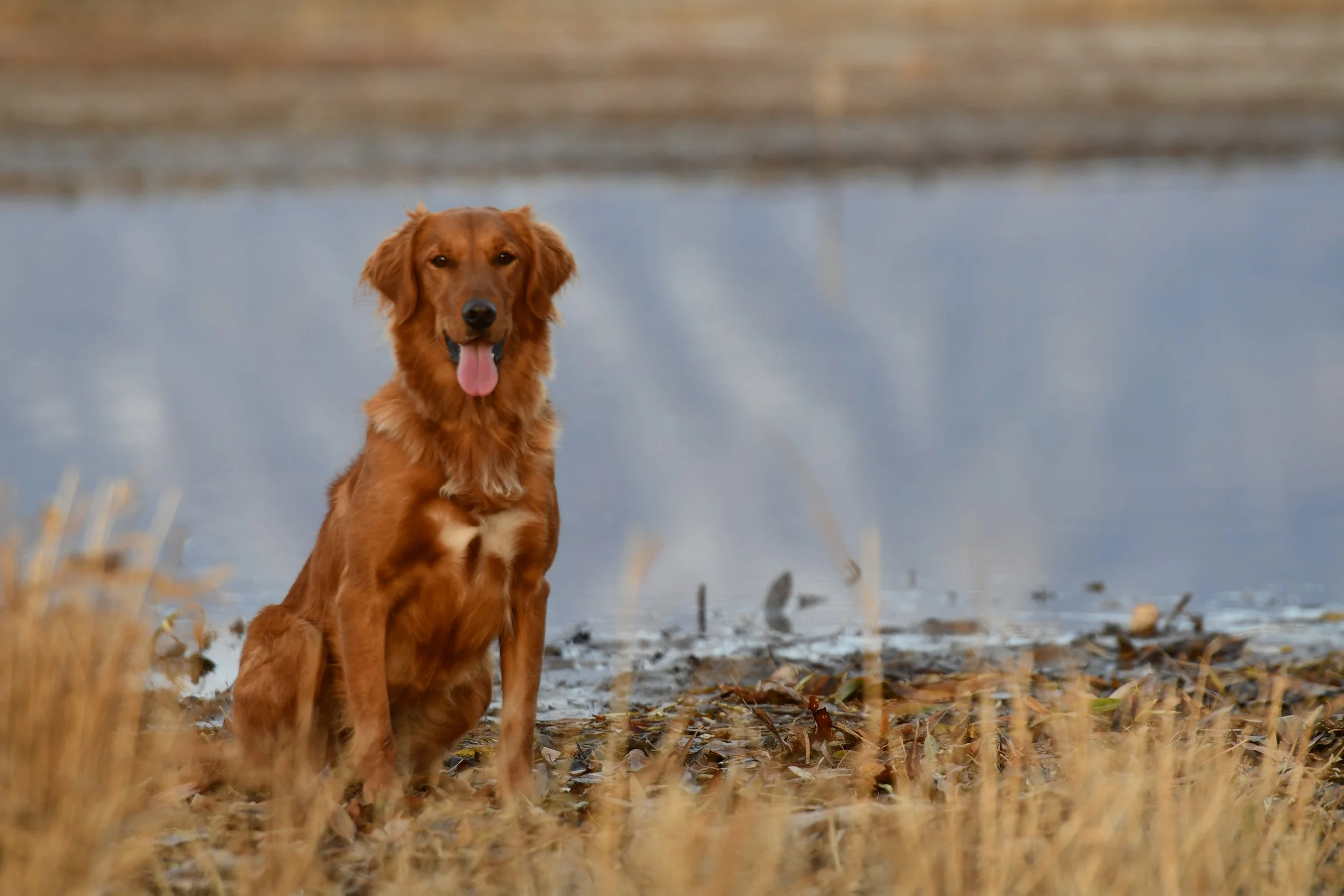 A golden retriever dog sitting outdoors near a body of water with brown grass and dried leaves around.