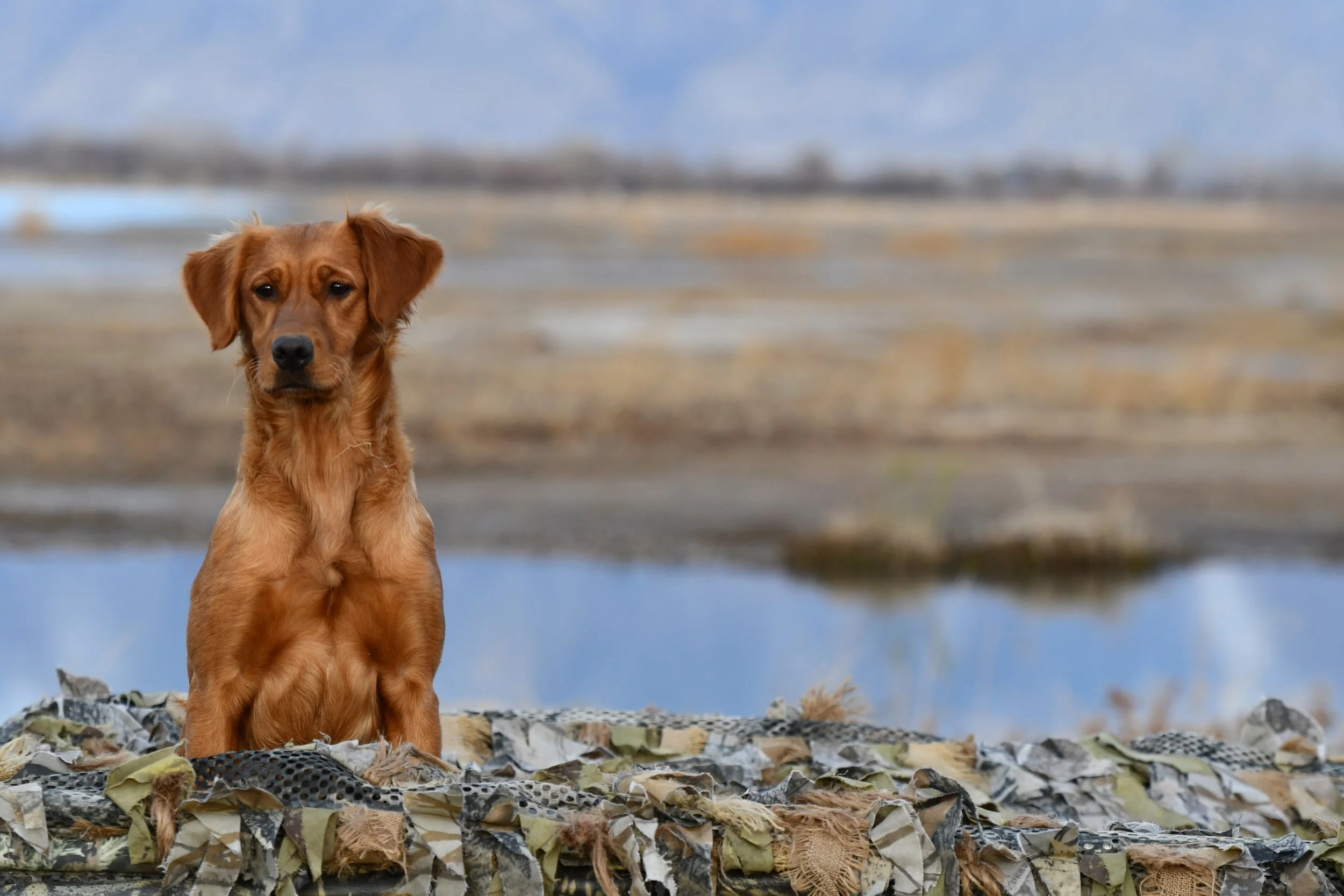 A brown dog with floppy ears standing on camouflage fabric outdoors with water and a cloudy sky in the background.