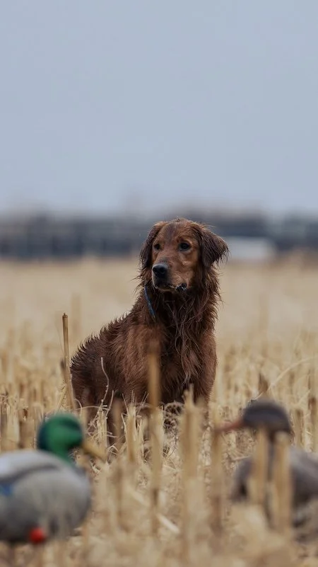 A field bred golden retriever stud with some ducks in the foreground and a cloudy sky in the background.