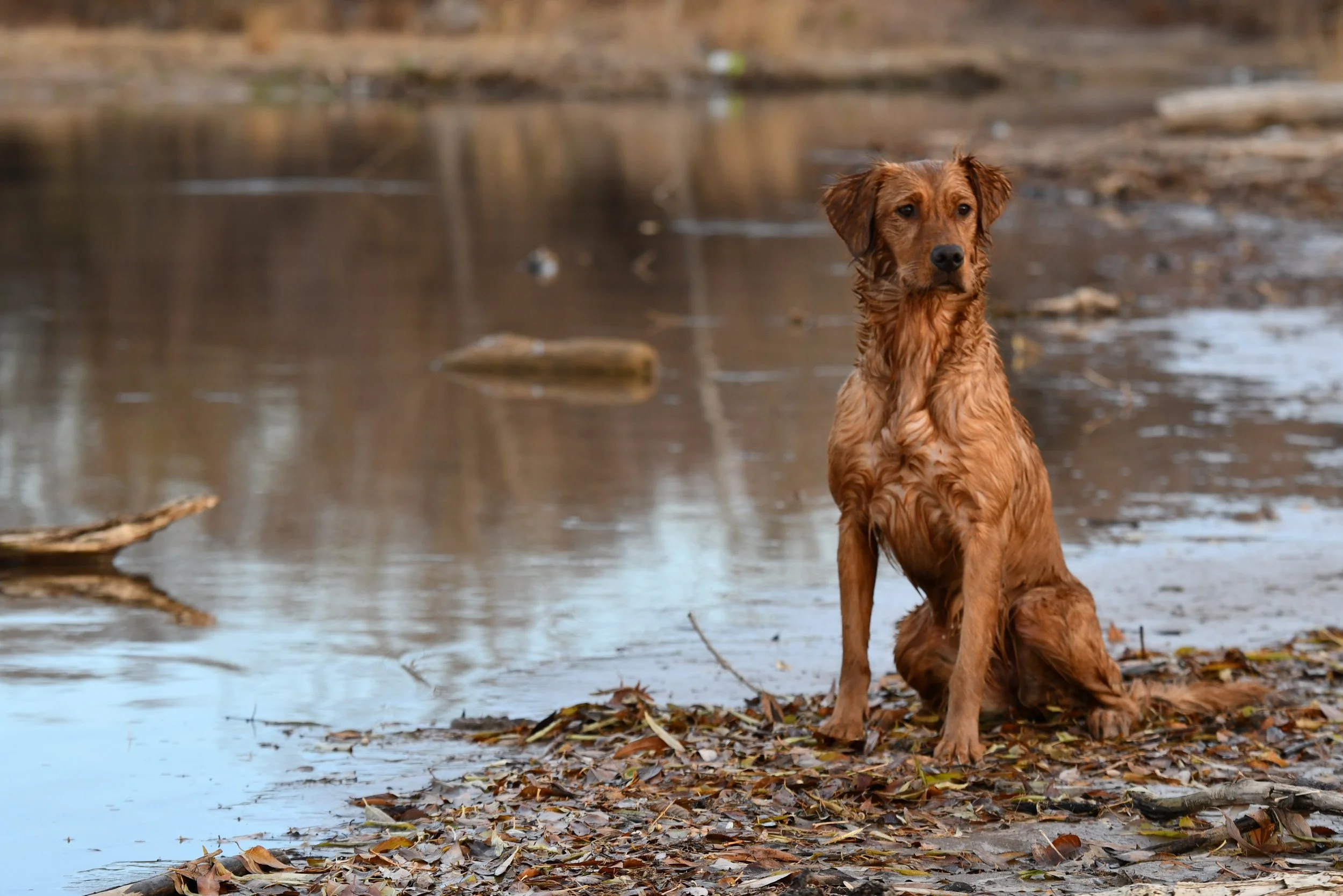 A brown retriever dog sitting on a wet, leaf-covered shore with a shallow body of water in the background.
