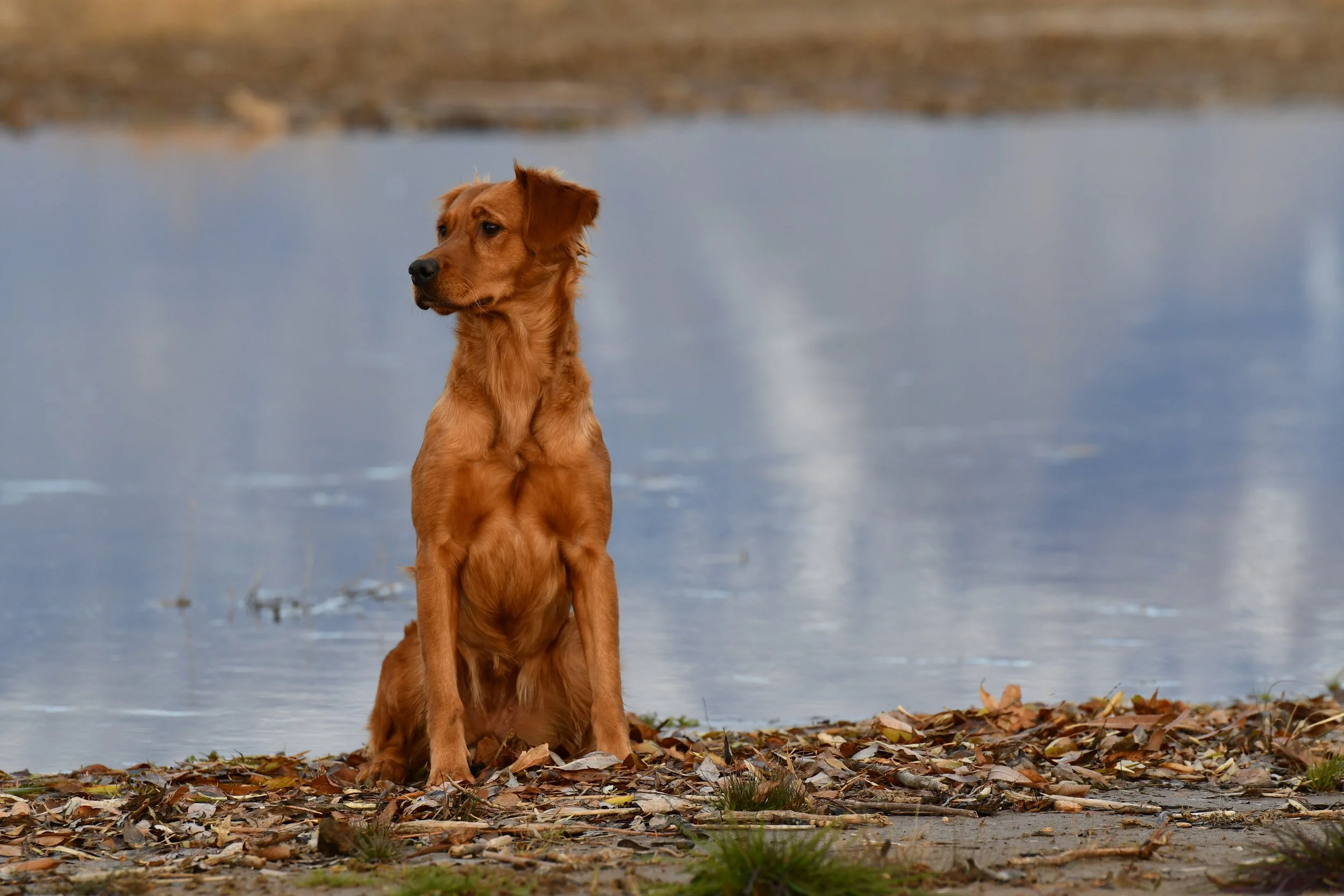 A golden retriever dog sitting on a leaf-covered ground near a body of water, with a blurred shoreline in the background.