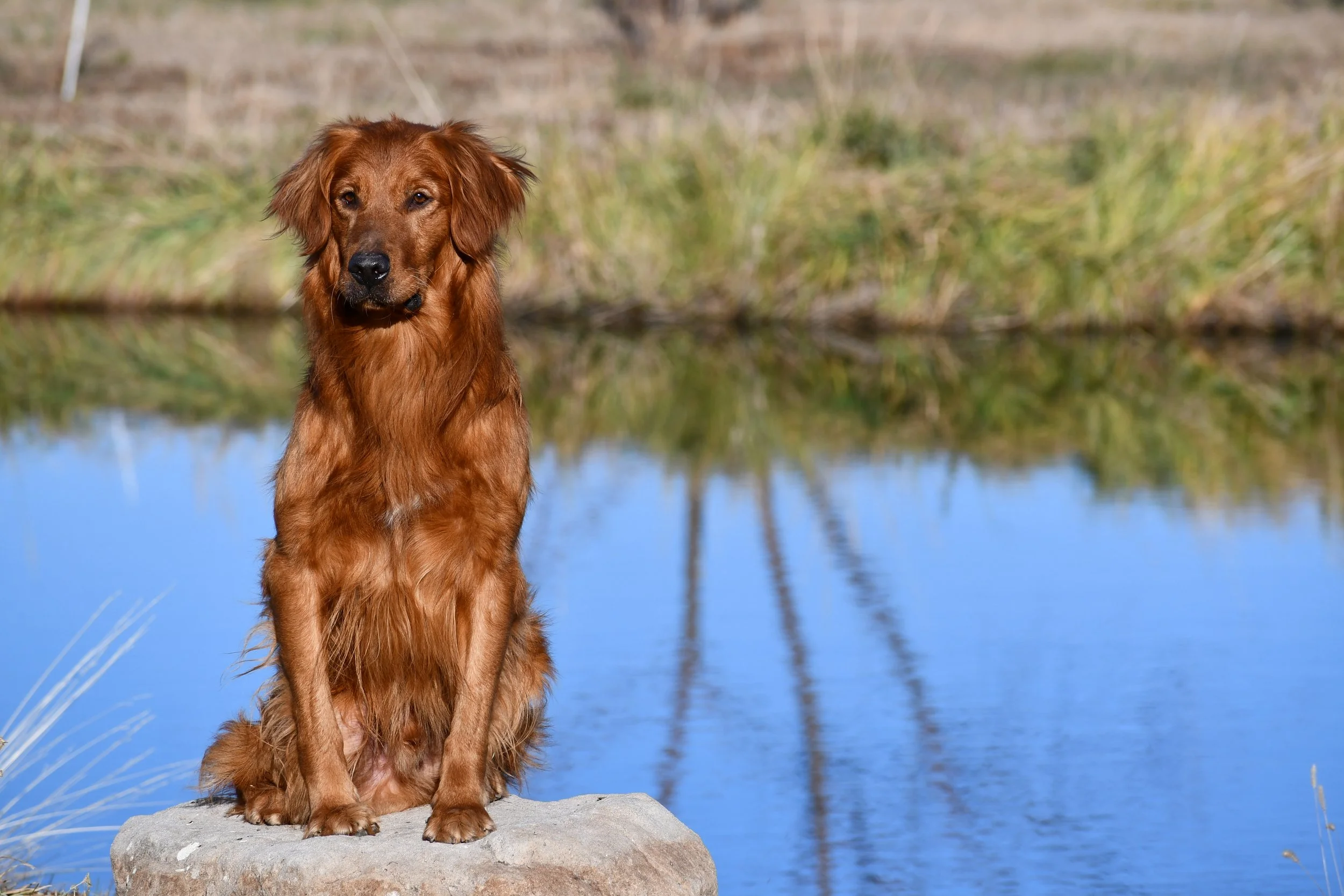 Field Bred Golden Retriever stud dog, Utah, Boss, 
