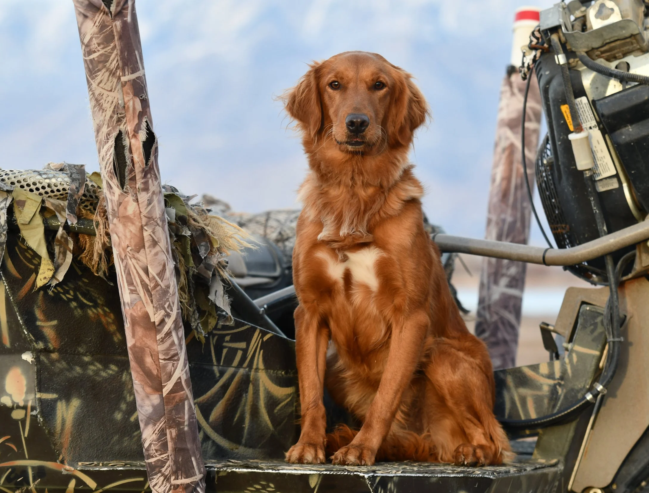 Dark Red golden retriever sitting in a duck boat