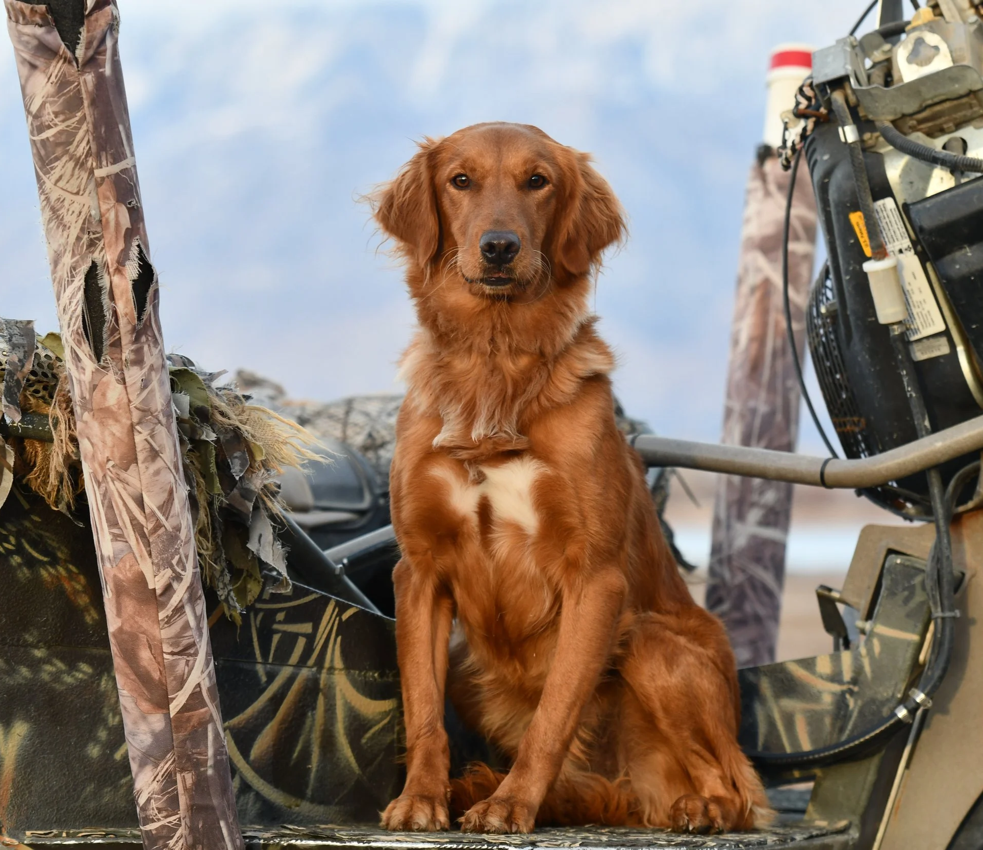 A golden retriever dog sitting on a dune buggy with camouflage fabric, surrounded by outdoor equipment and landscape, under a partly cloudy sky.