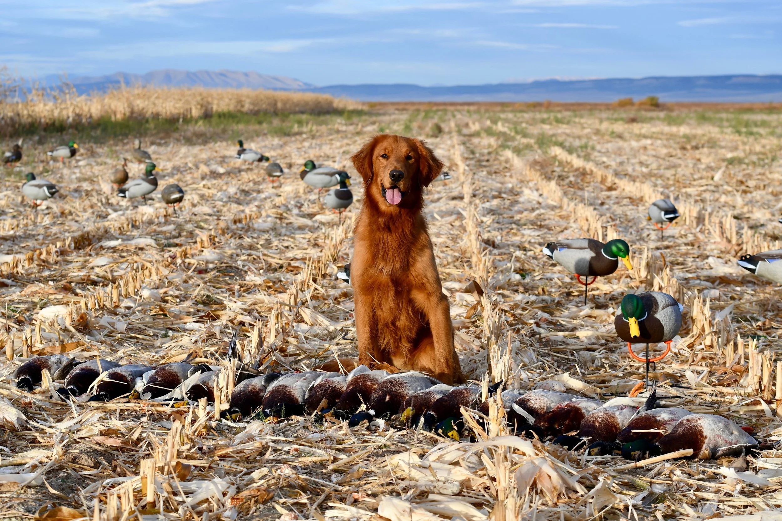 Duck hunting, a golden retriever showcasing the ducks he retrieved. Field Bred Golden Retriever