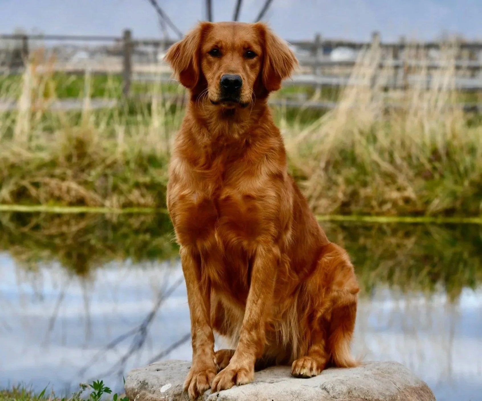 A Golden Retriever dog sitting on a rock by a pond with reeds and trees in the background.