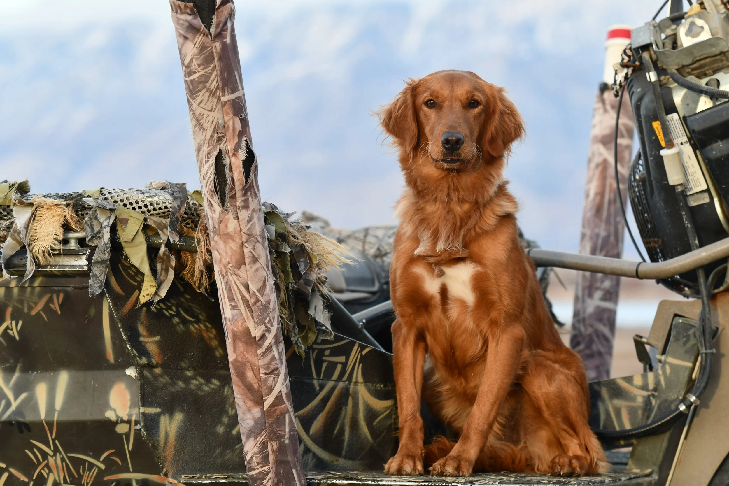 A golden retriever dog sitting next to a camouflage-patterned boat with equipment on it, outdoors with a cloudy sky in the background.