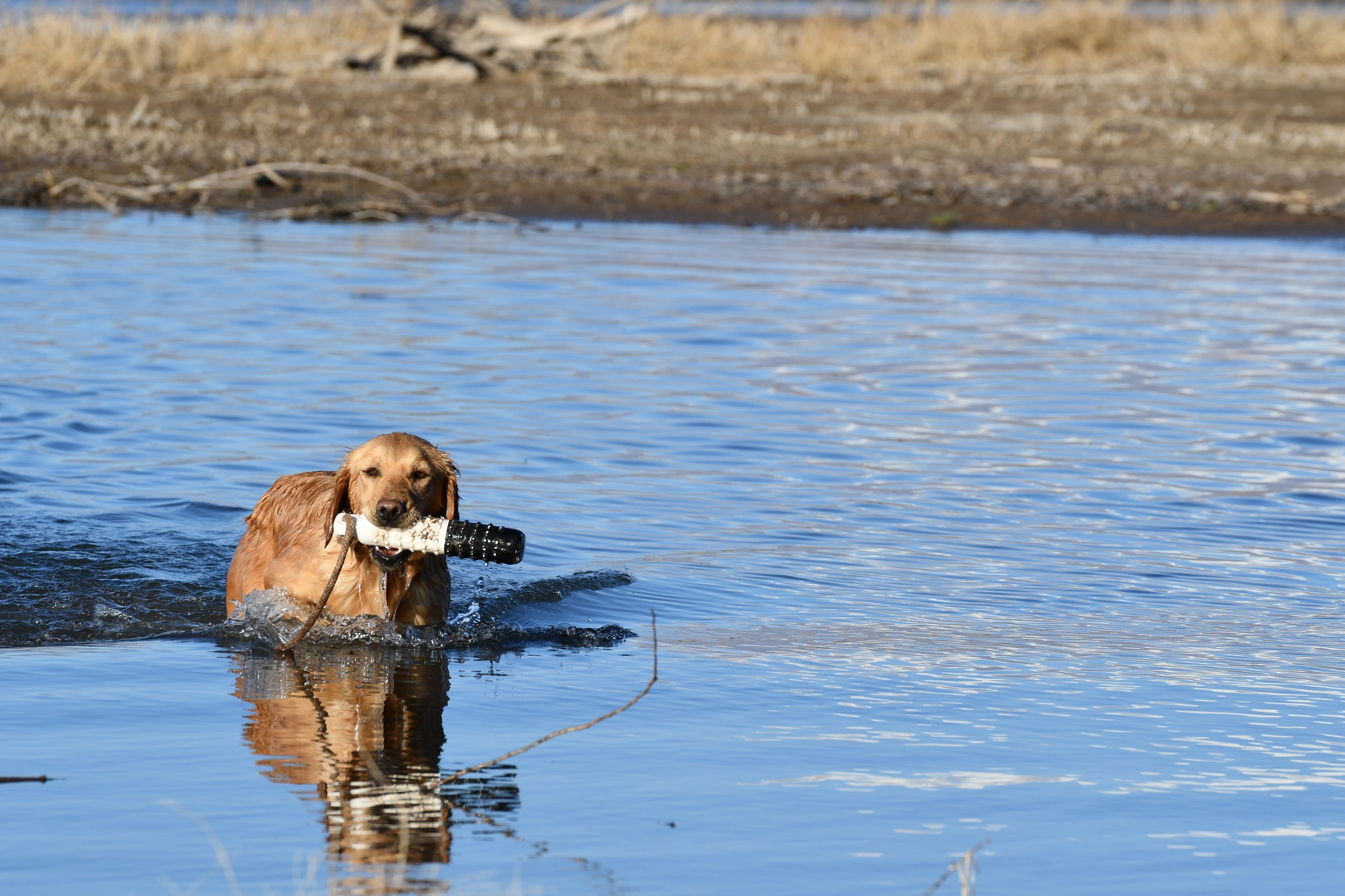 Golden retriever dog swimming in a body of water holding a black and white toy in its mouth.