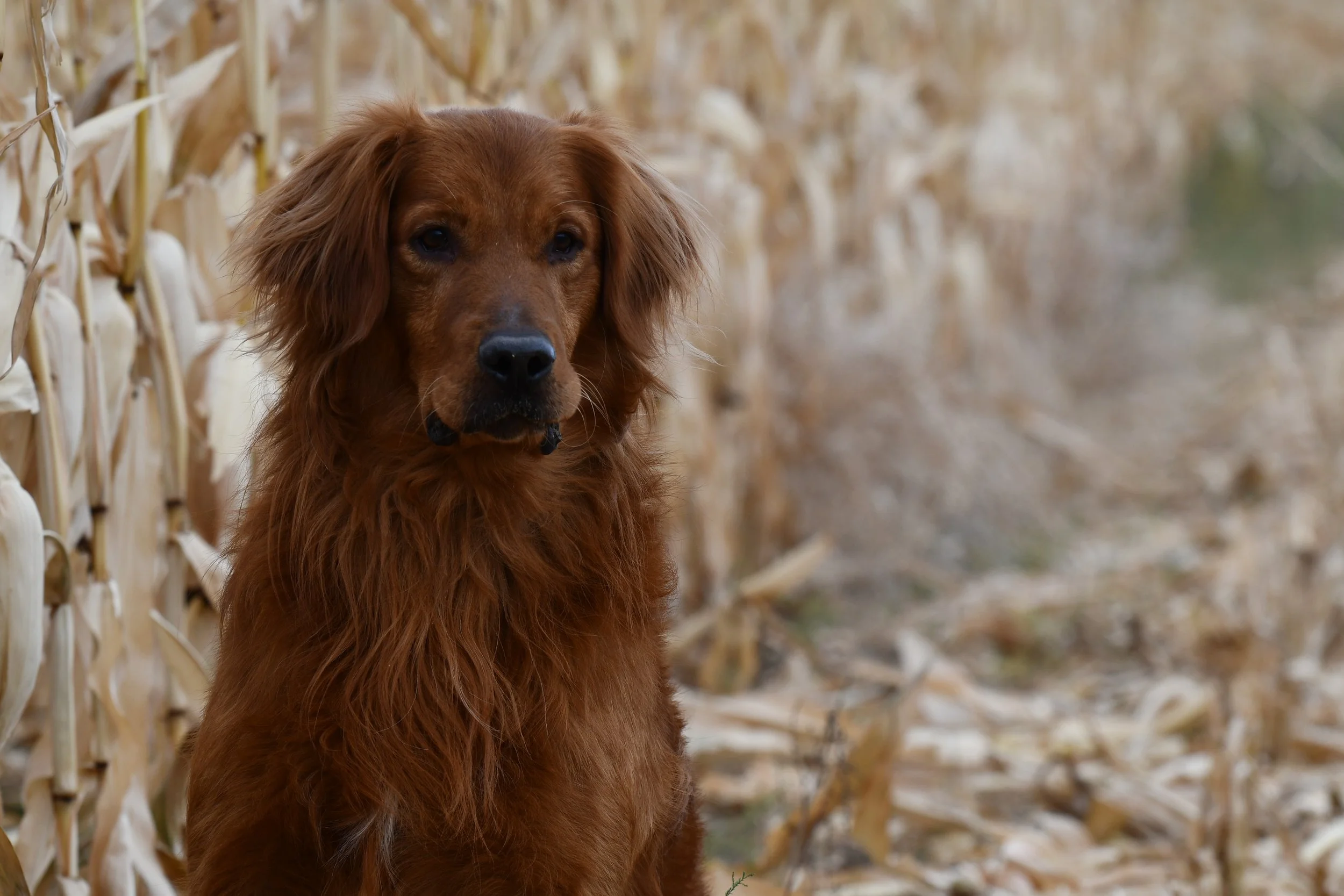 Golden retriever stud in corn field