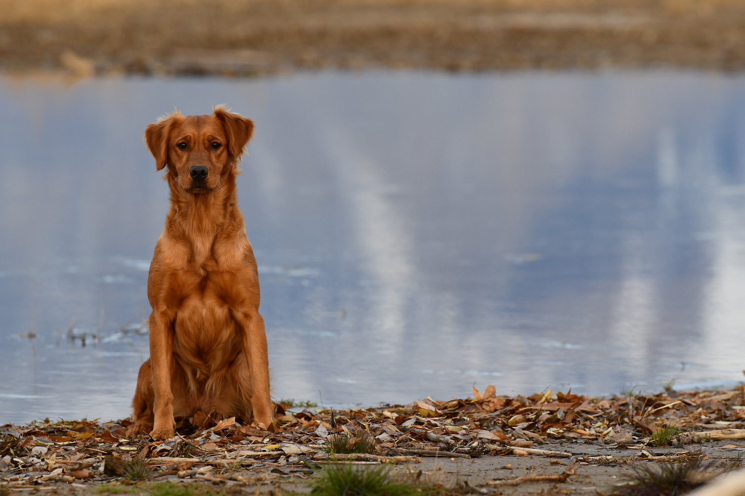 A golden retriever sitting on a leaf-covered ground near a body of water, with trees and land in the background.