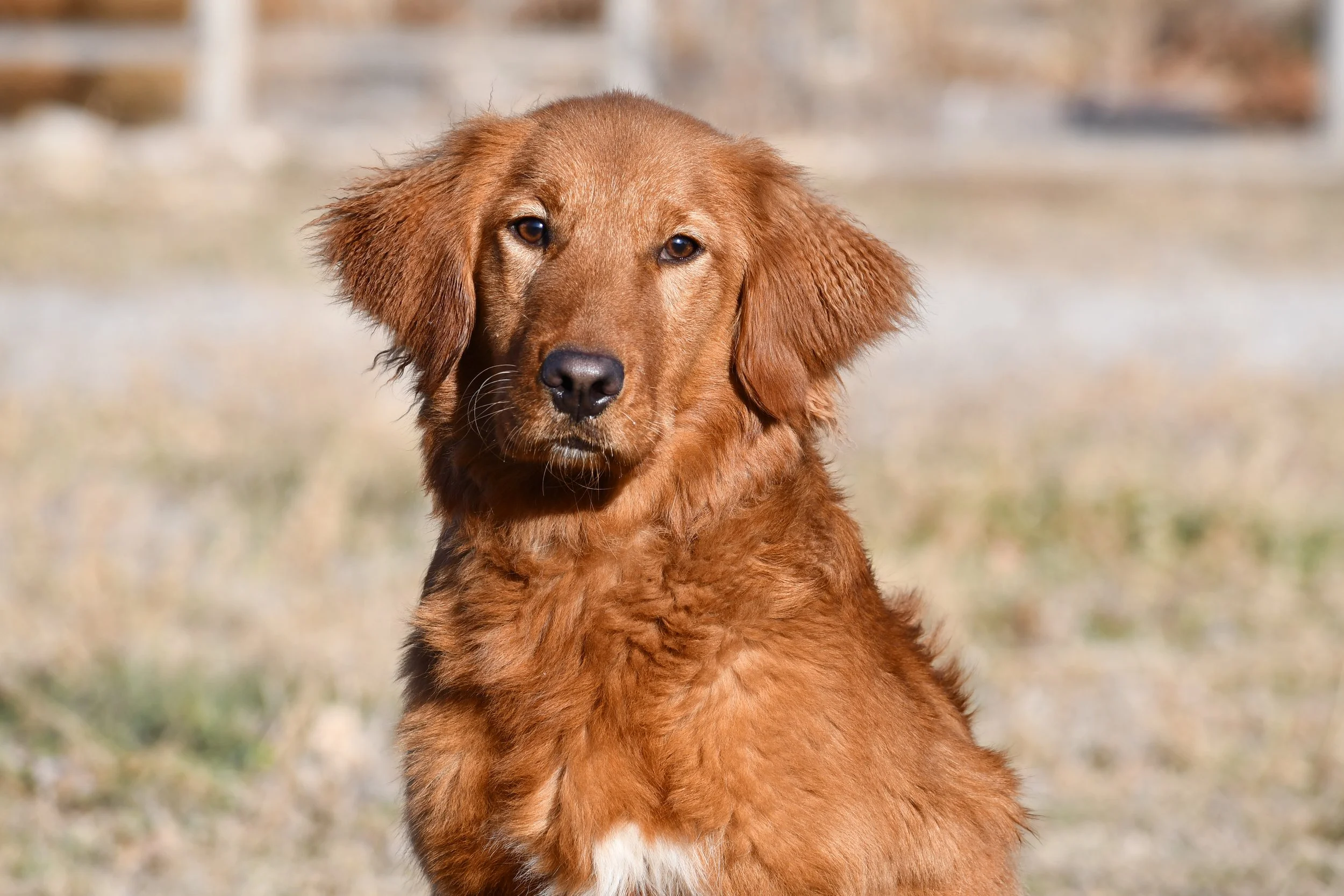 A brown dog with long ears sitting outdoors on a field with blurred background.