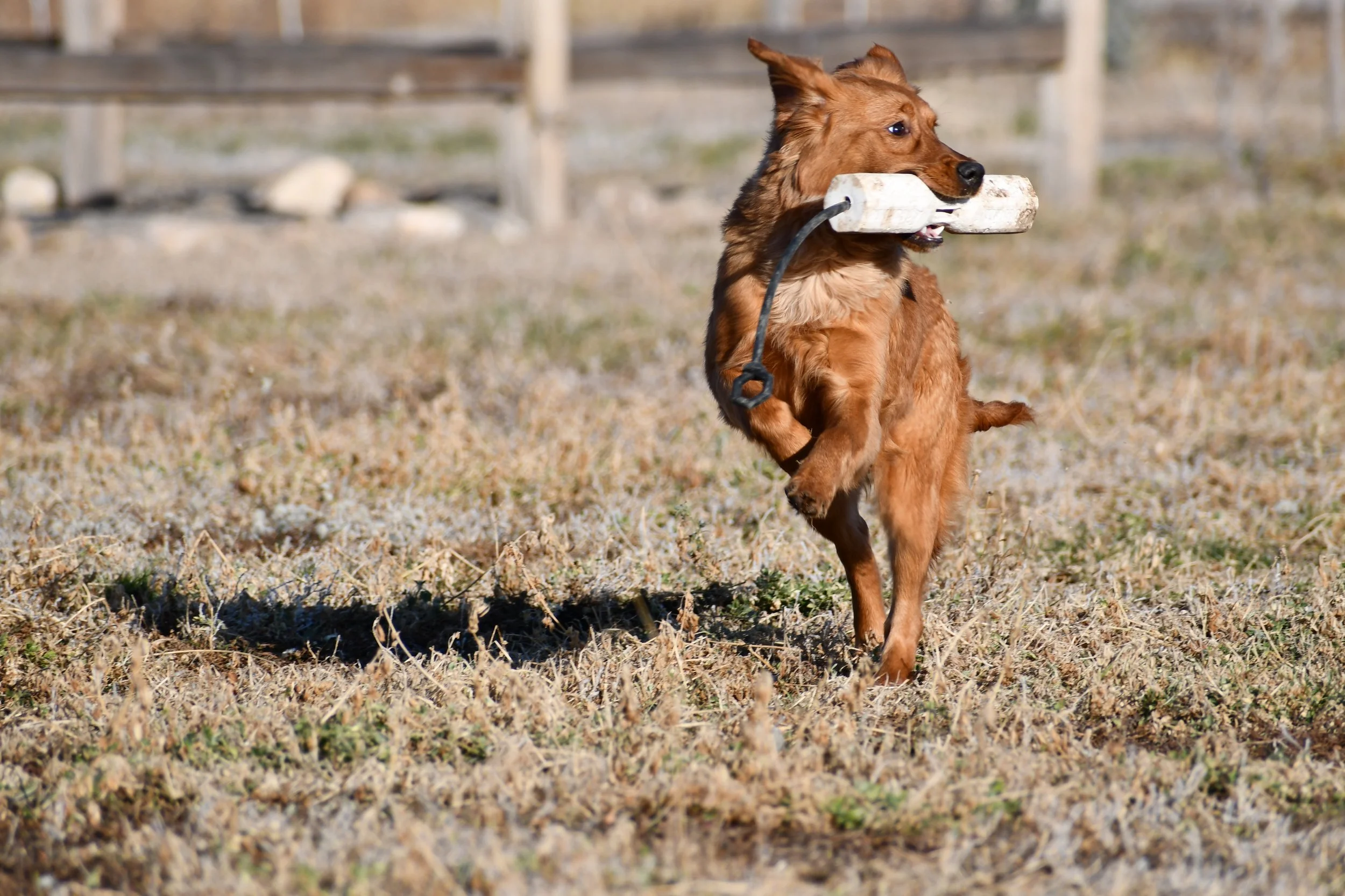 A brown dog running outdoors carrying a large bone in its mouth.