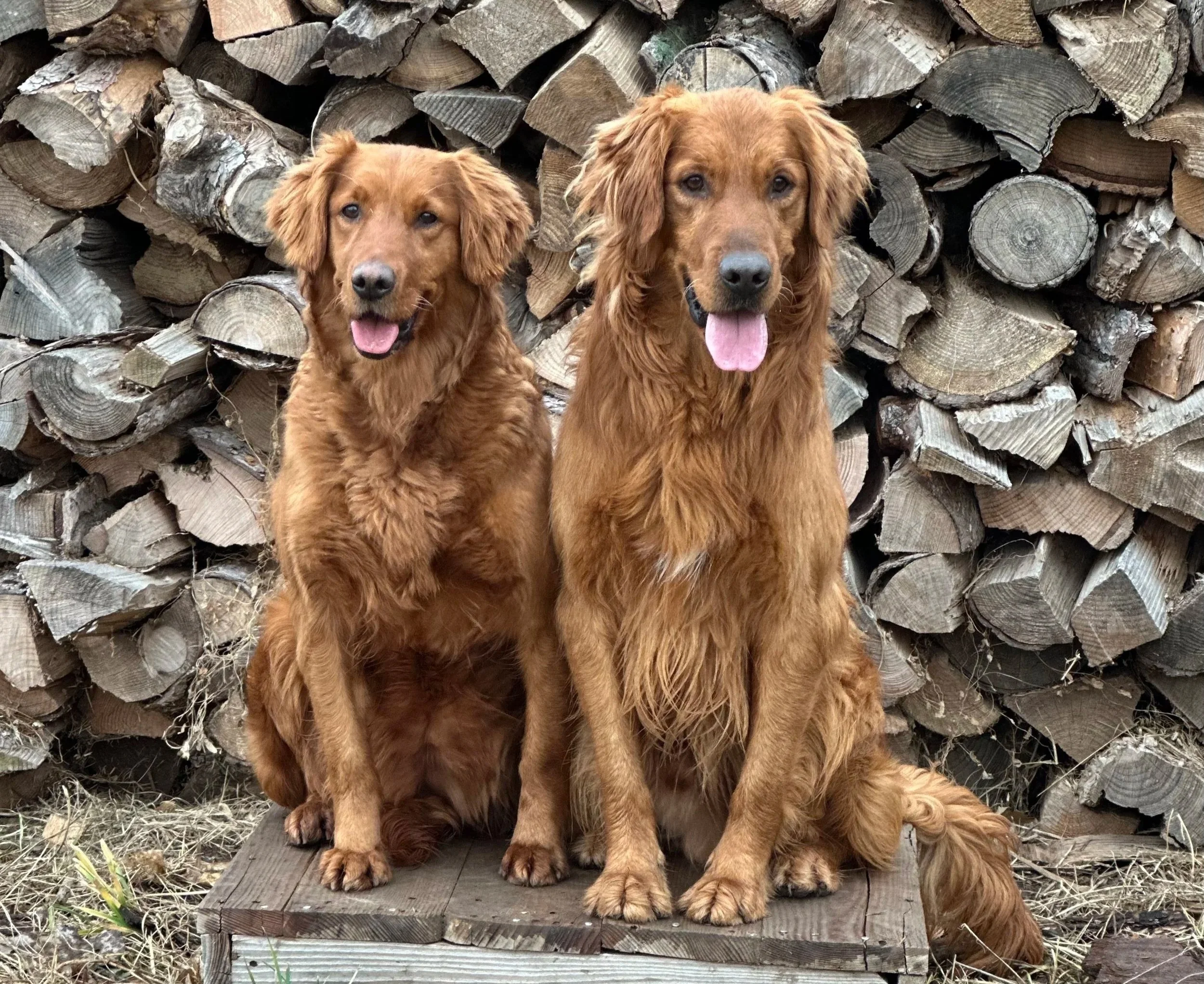 Two golden retriever dogs sitting in front of a pile of chopped firewood. One dog has a happy expression with its tongue out, and the other has a calm expression with its tongue slightly out.