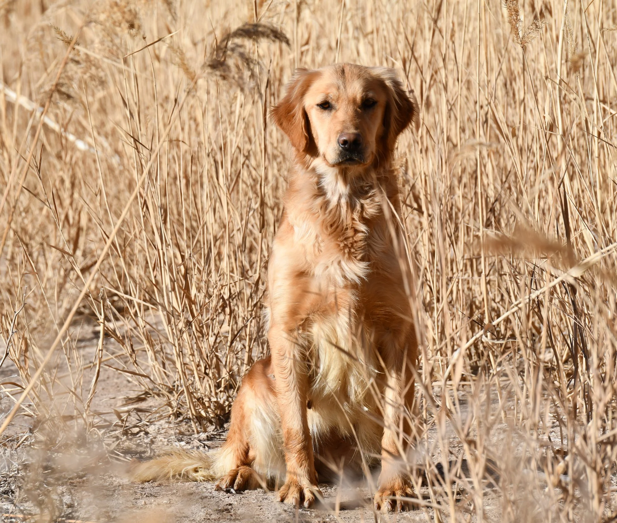 Golden retriever dog walking through dry, tall grass on a sunny day.