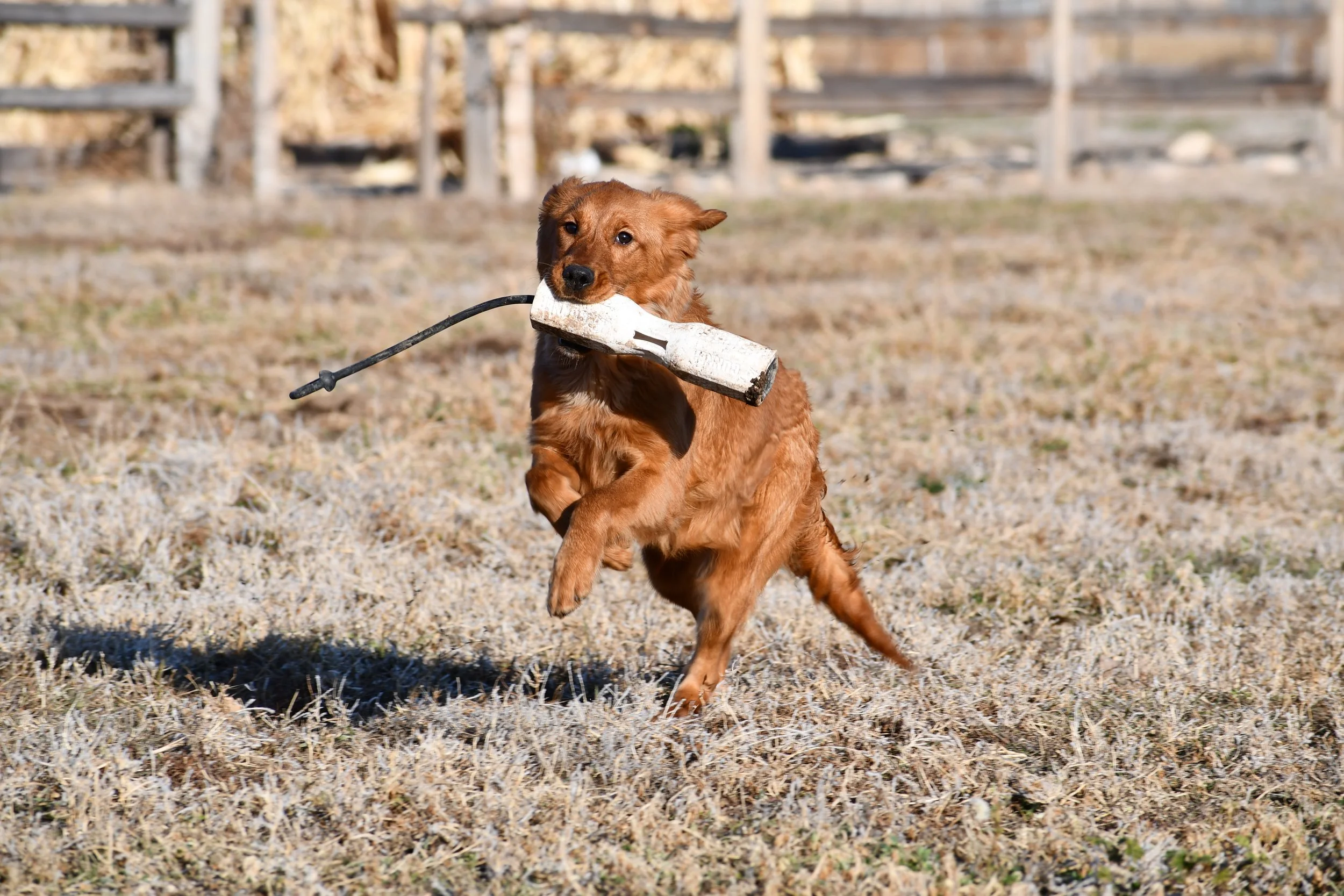 A brown dog running outdoors with a white bone in its mouth, on a dry grassy field with a wooden fence in the background.
