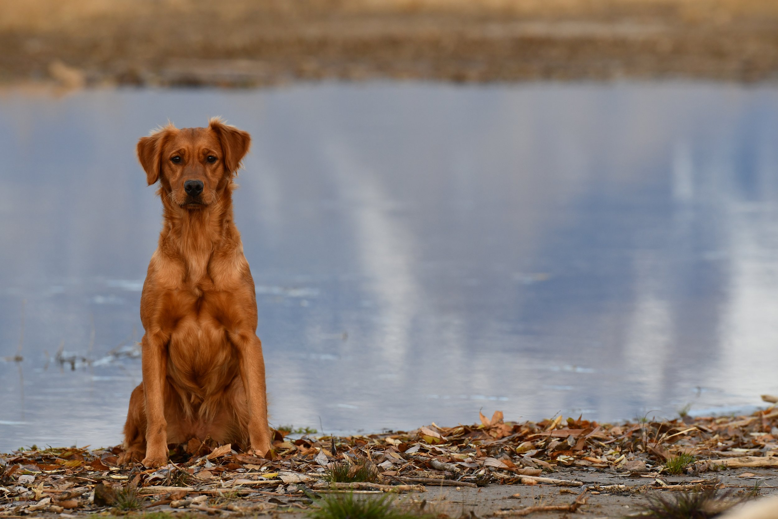 A dog sitting on a leaf-covered ground near a body of water, with trees and a waterfall in the background.