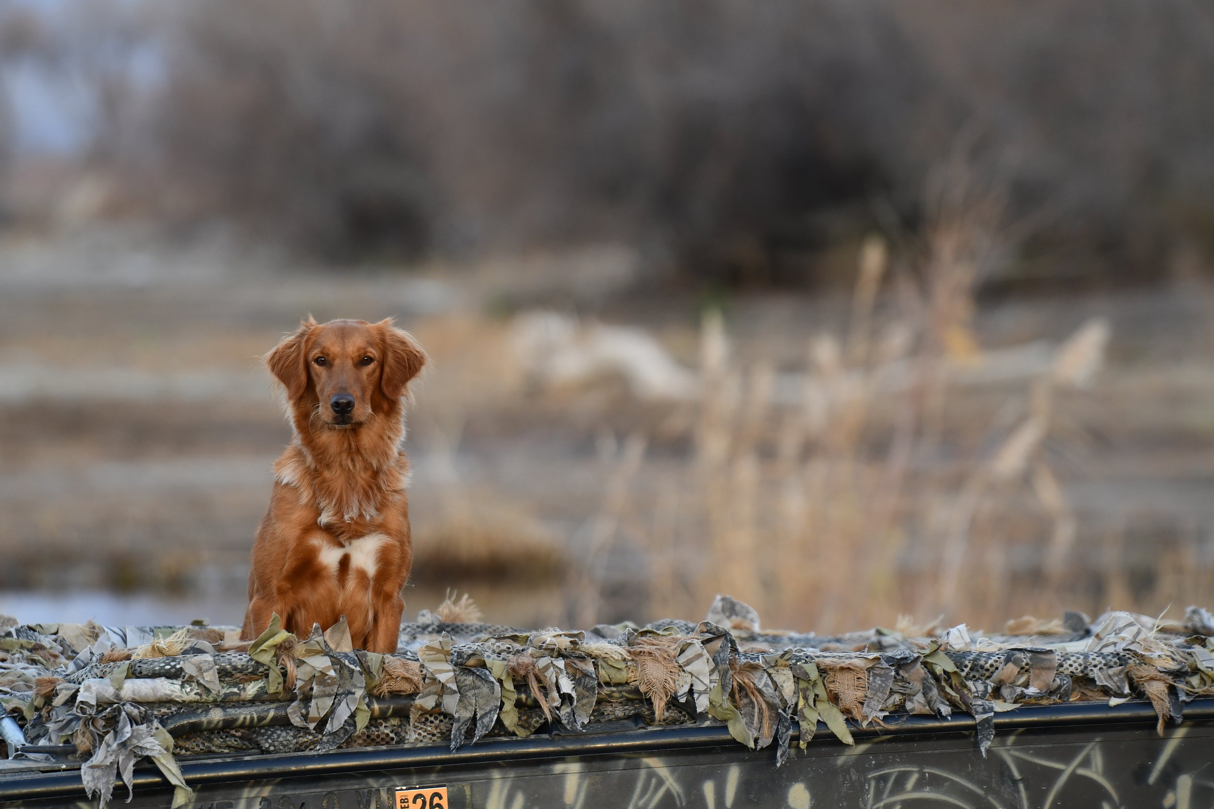 A brown dog with long ears and a white patch on its chest is sitting on a camouflage-patterned surface outdoors. The background is blurred with trees and possibly a body of water or similar landscape.