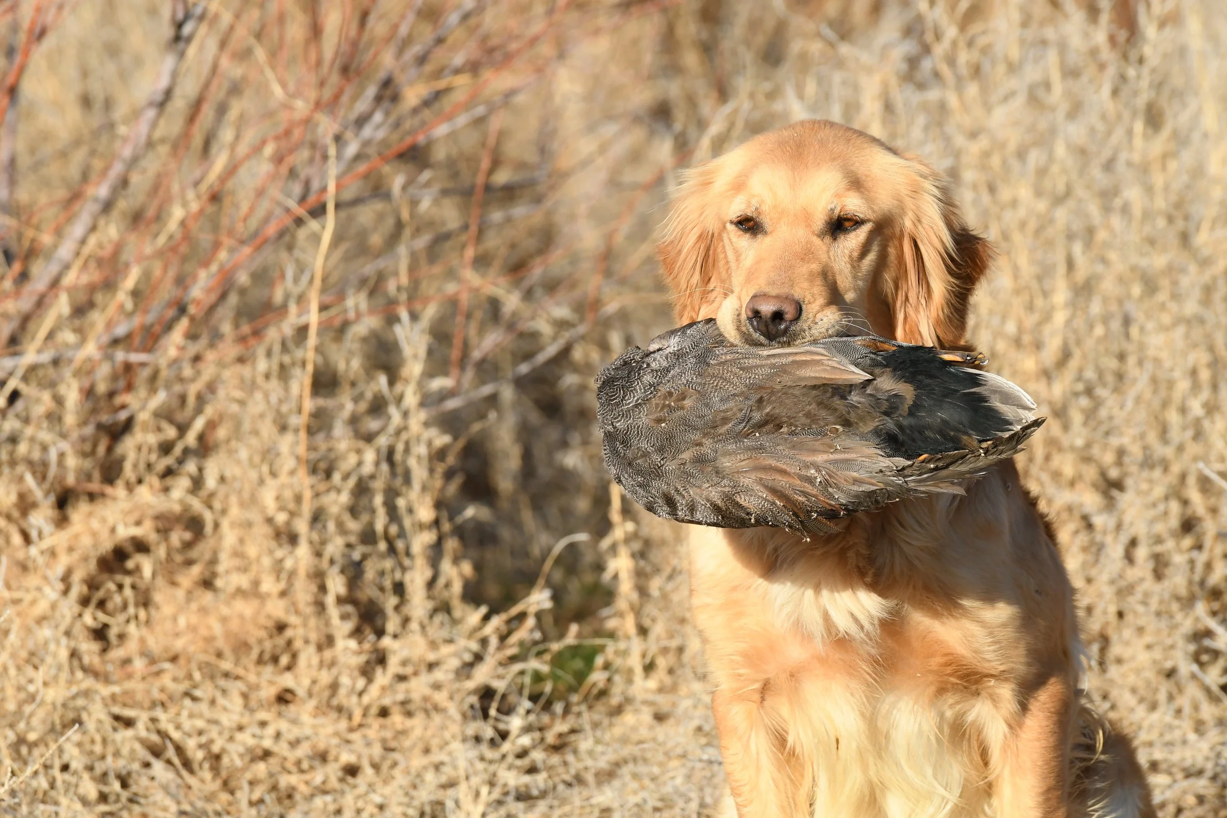 Golden retriever dog holding a bird in its mouth outdoors, with dry grass and bushes in the background.