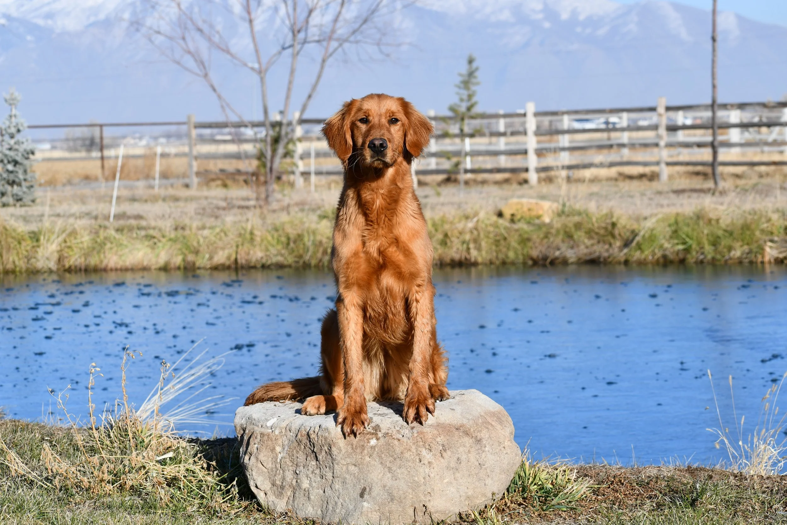 Golden retriever puppy sitting on a large rock by a body of water with trees and a fence in the background.