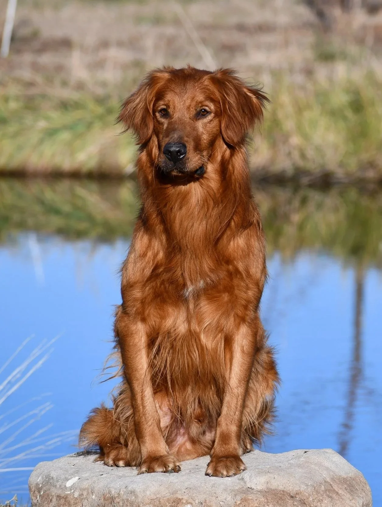 A Golden Retriever dog sitting on a large rock outdoors near a body of water with brown and green vegetation in the background.