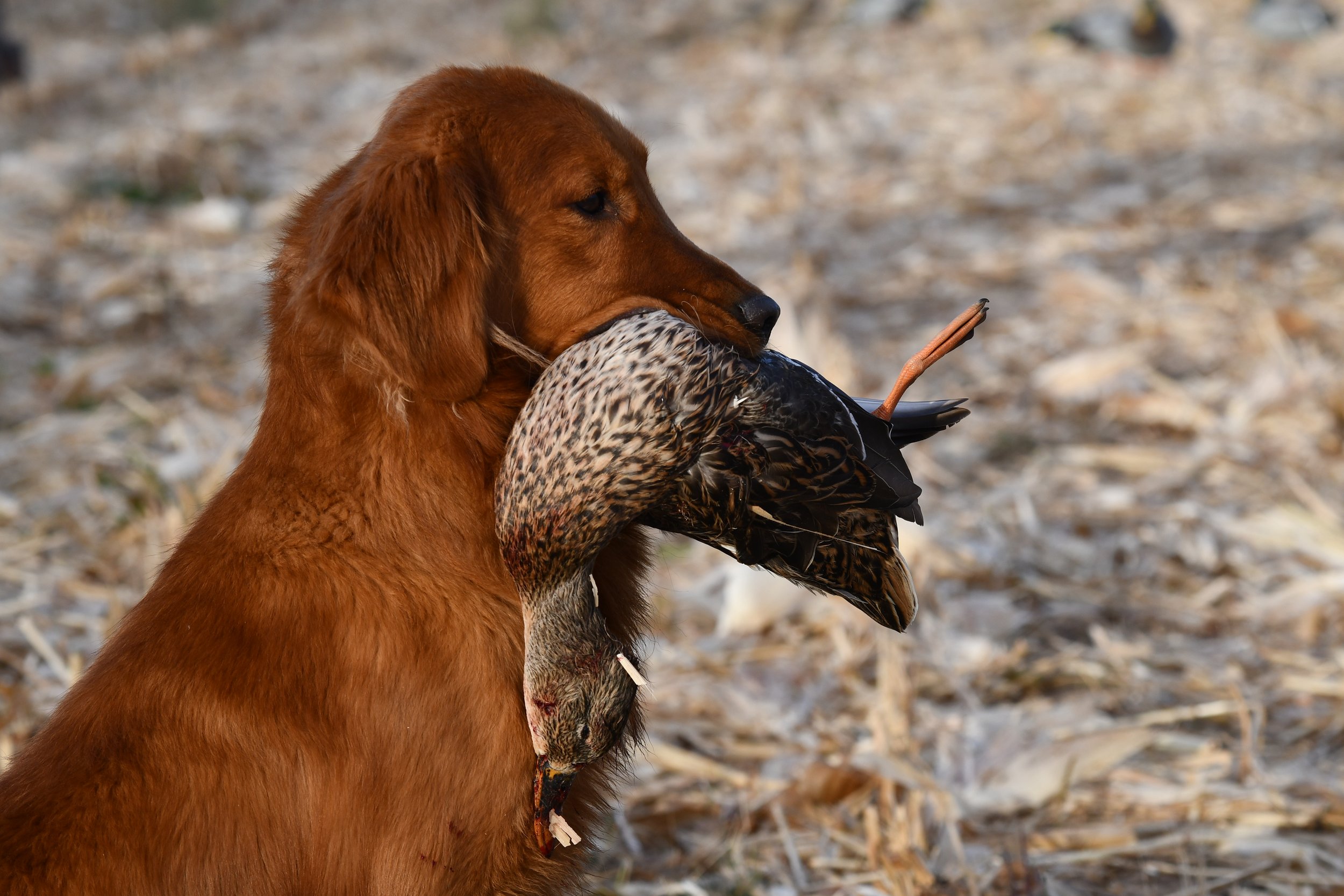 A golden retriever dog holding a duck in its mouth outdoors on a natural surface.