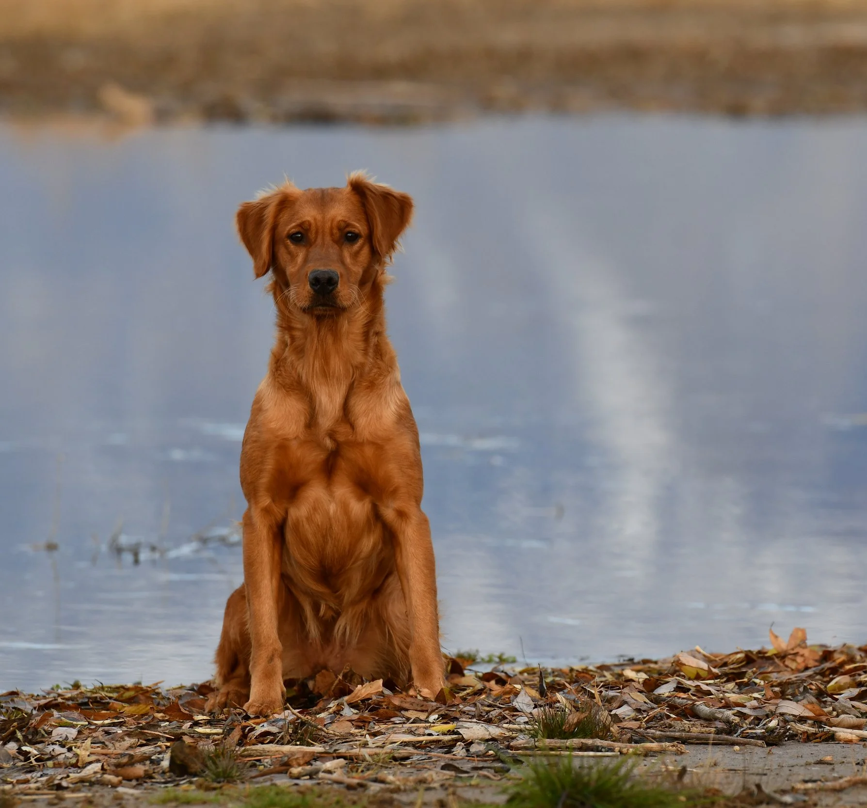 A golden retriever sitting on a shore covered with fallen leaves near a body of water, with a blurred background of trees and sky.