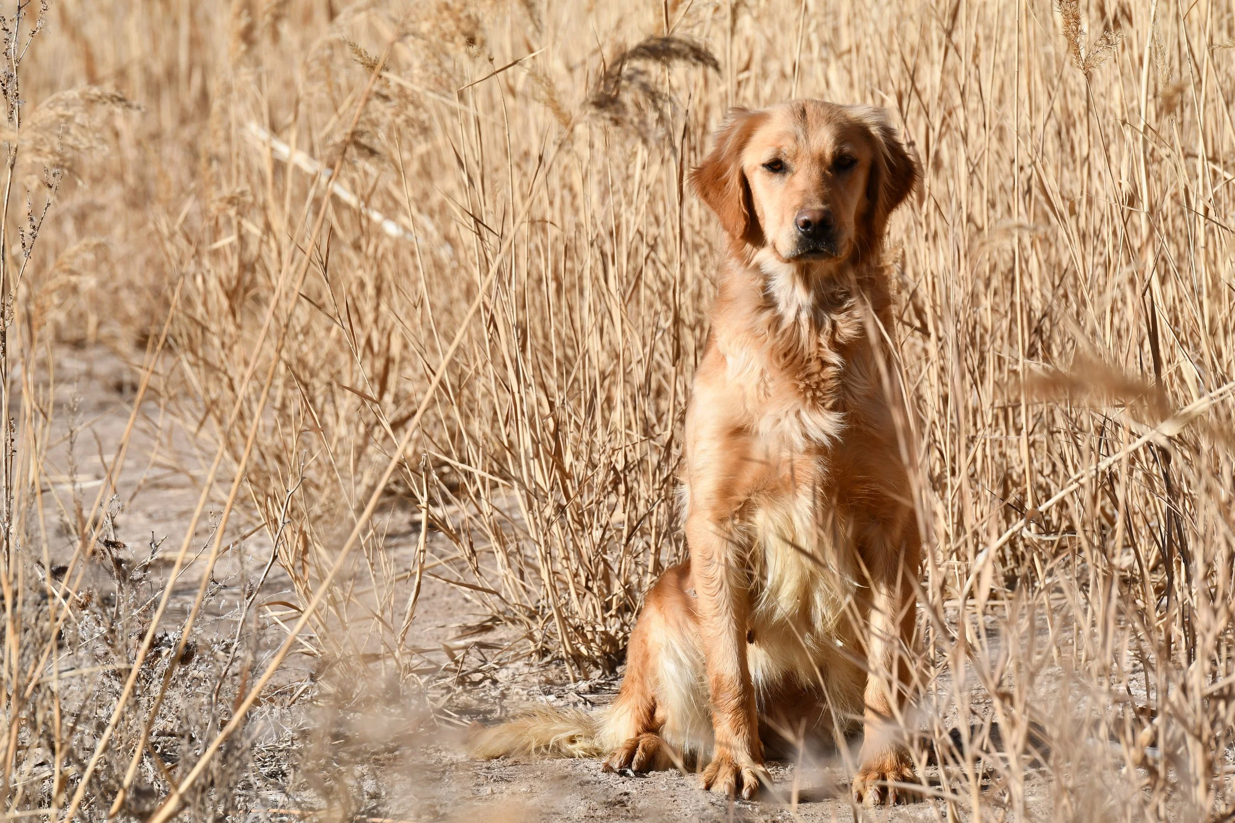 Golden retriever sitting in a dry, grassy field.
