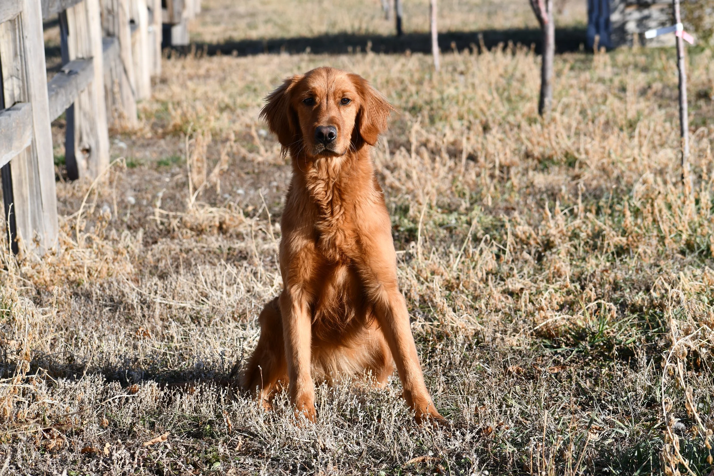 A young golden retriever puppy sitting outdoors in a grassy area with dried grass and a wooden fence in the background.