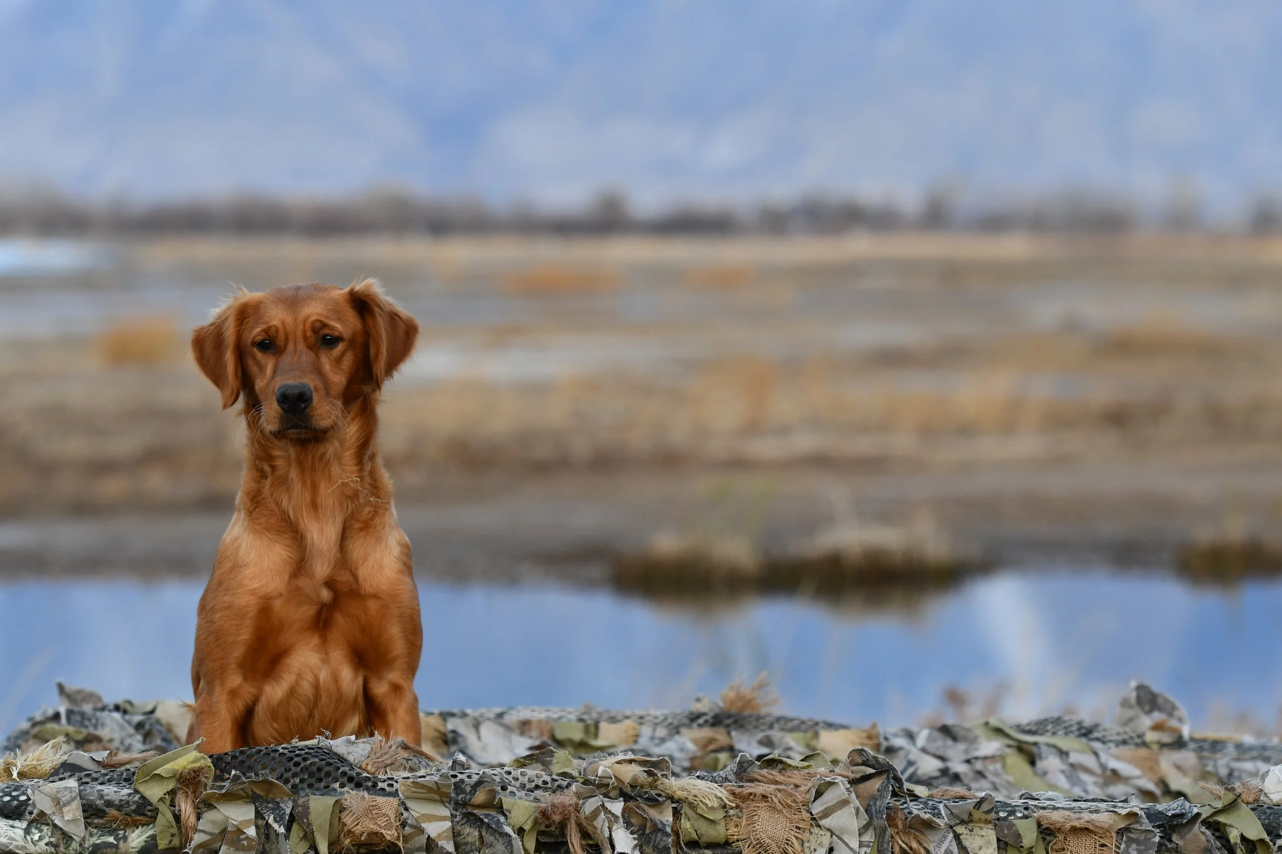 A young Golden Retriever puppy standing on a rocky, camouflage-covered surface outdoors with a blurred landscape in the background that includes a body of water and a cloudy sky.