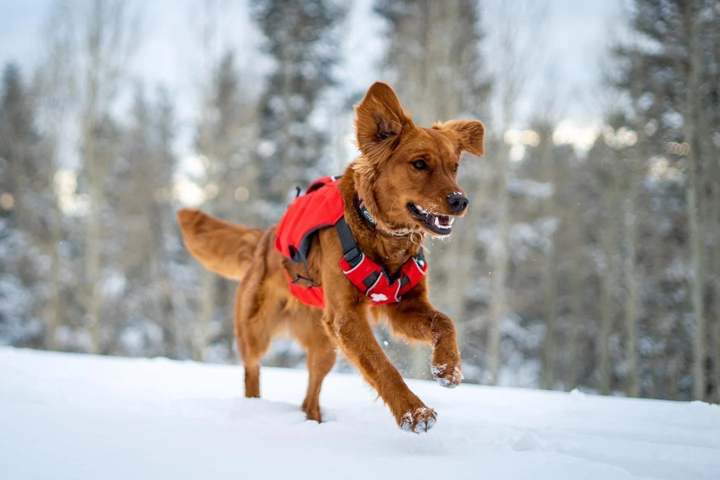 A red dog wearing a harness and backpack running through snow in a forest.